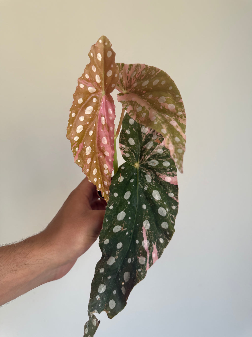 Begonia Maculata ‘pink’ #9
