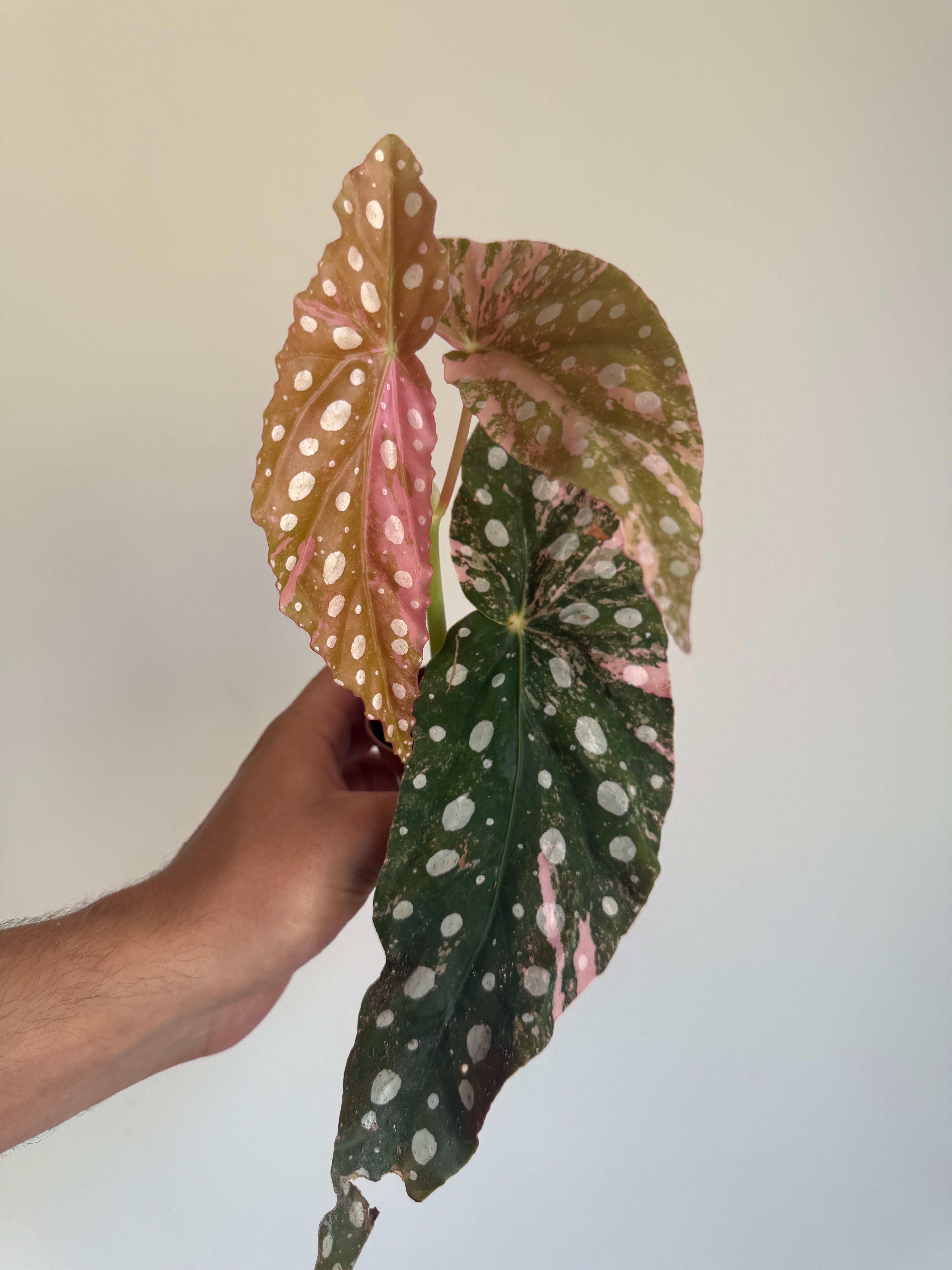 Begonia Maculata ‘pink’ #9