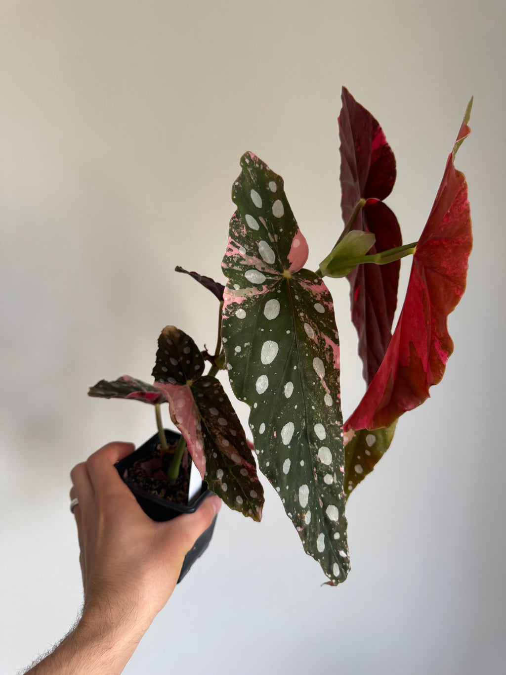 Begonia Maculata pink variegated #8
