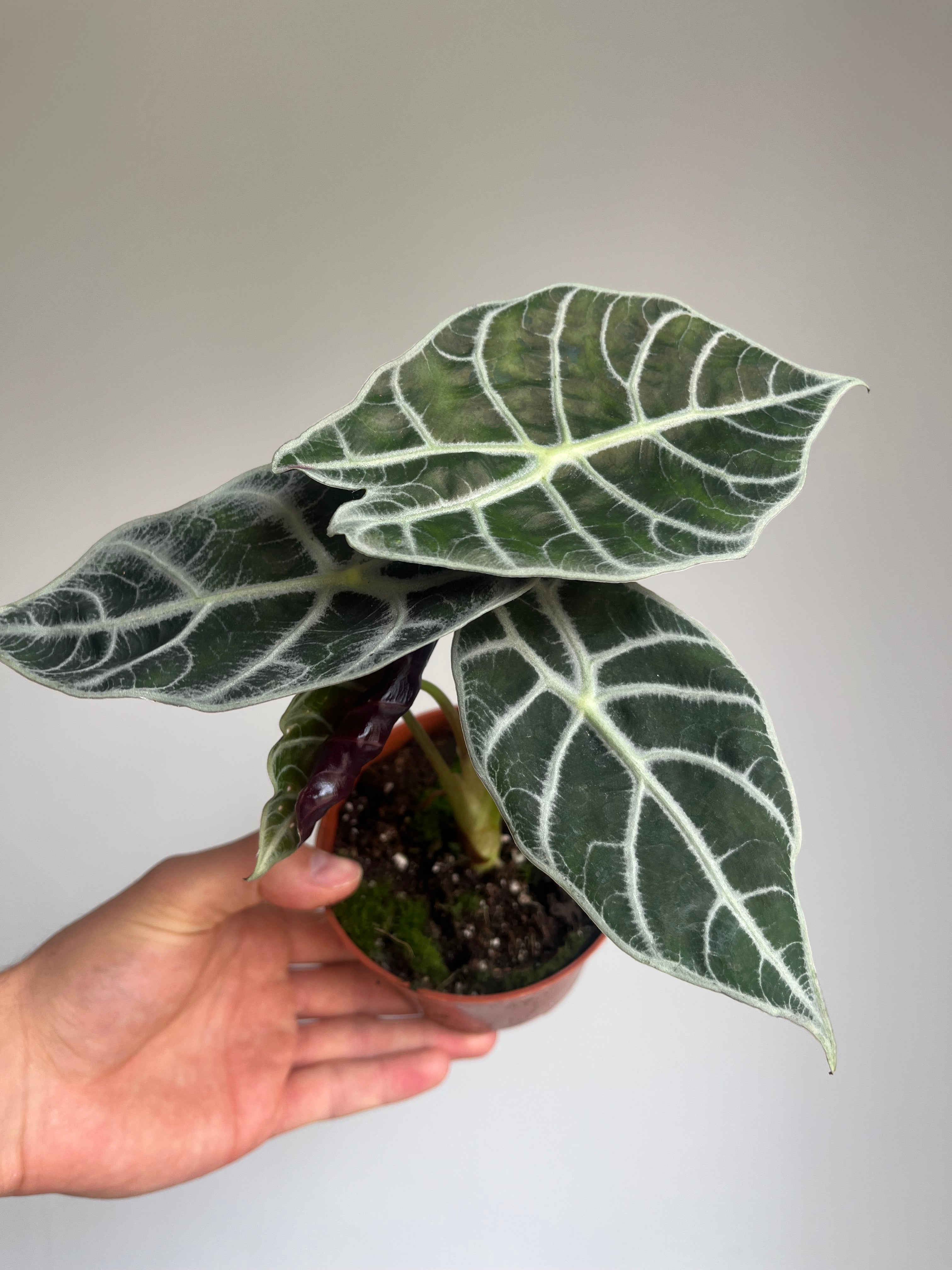 Alocasia 'Watsoniana Lightning'