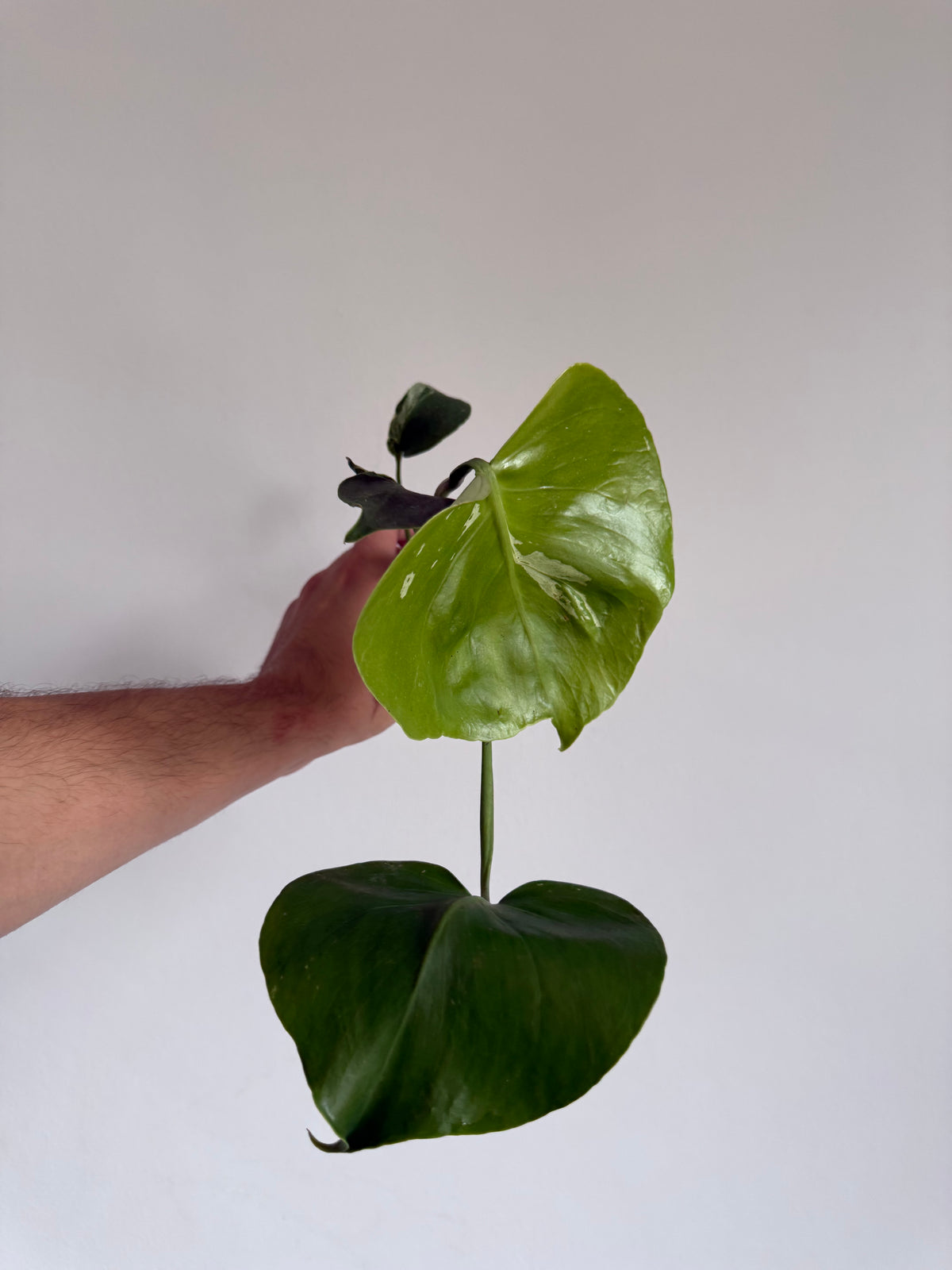 Monstera Bulbasaur