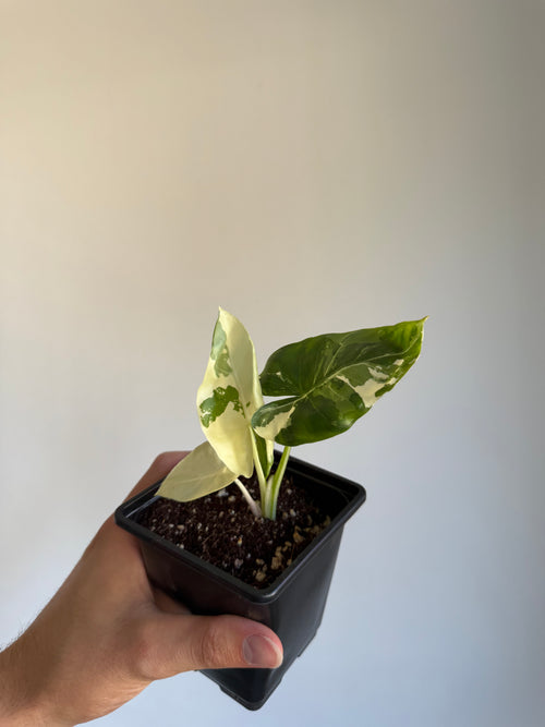 Alocasia macrorrhiza 'Variegata' Small size