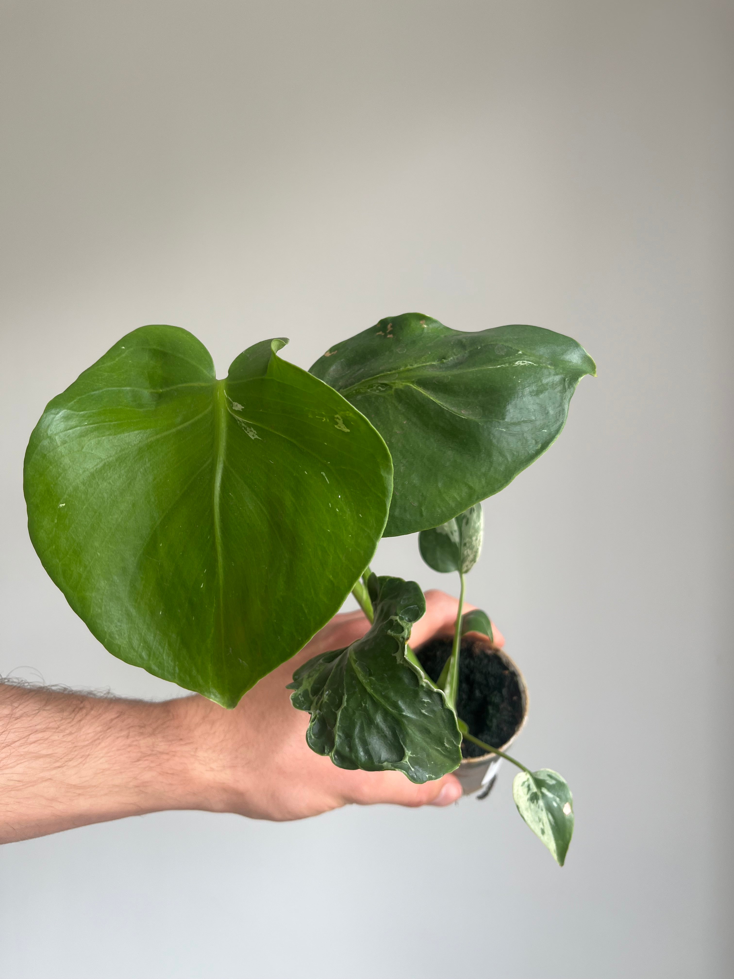 Monstera 'Bulbasaur' low variegation