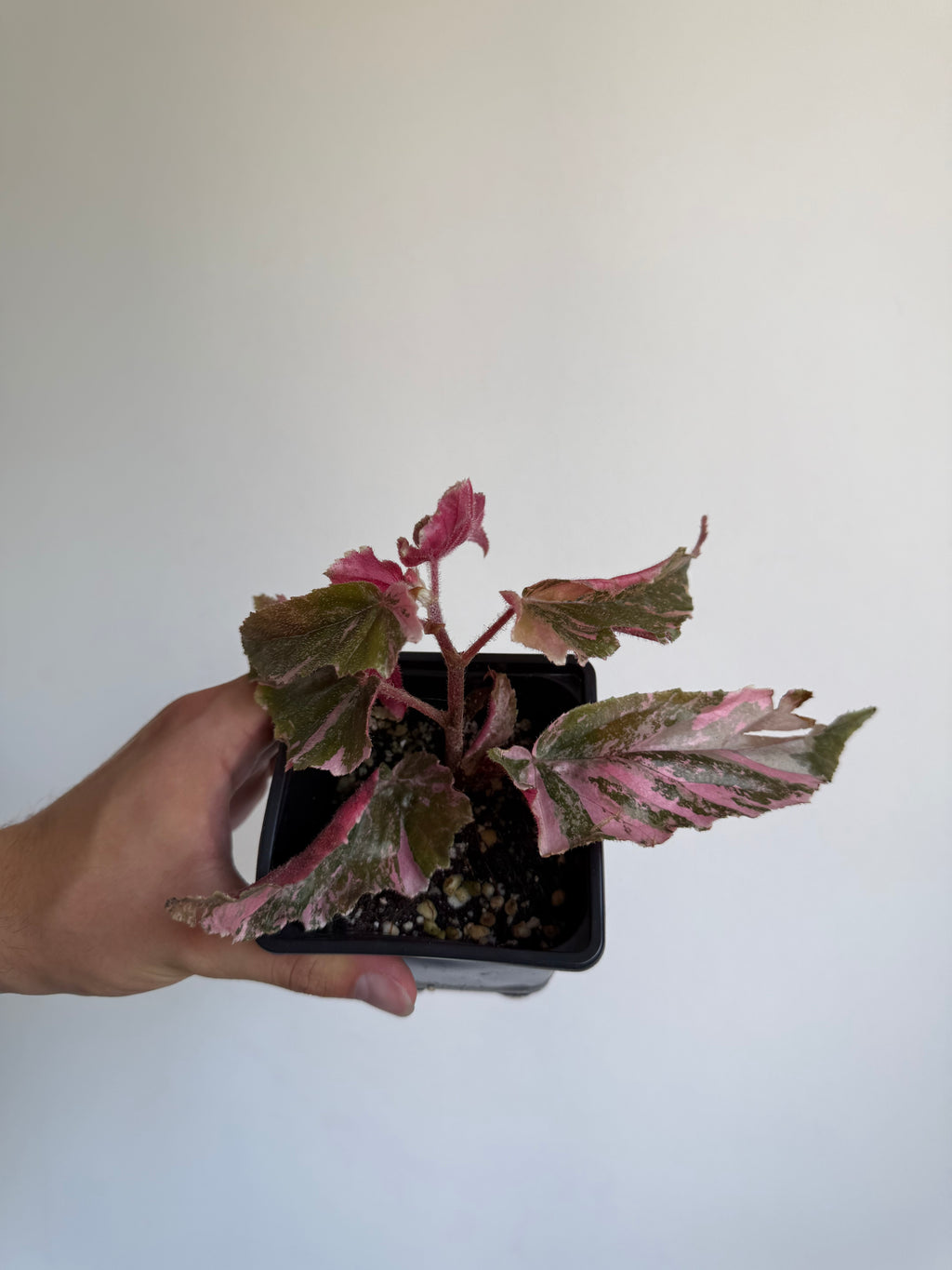 Begonia Ginny Galaxy