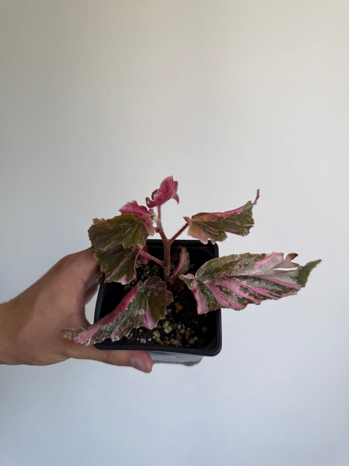 Begonia Ginny Galaxy