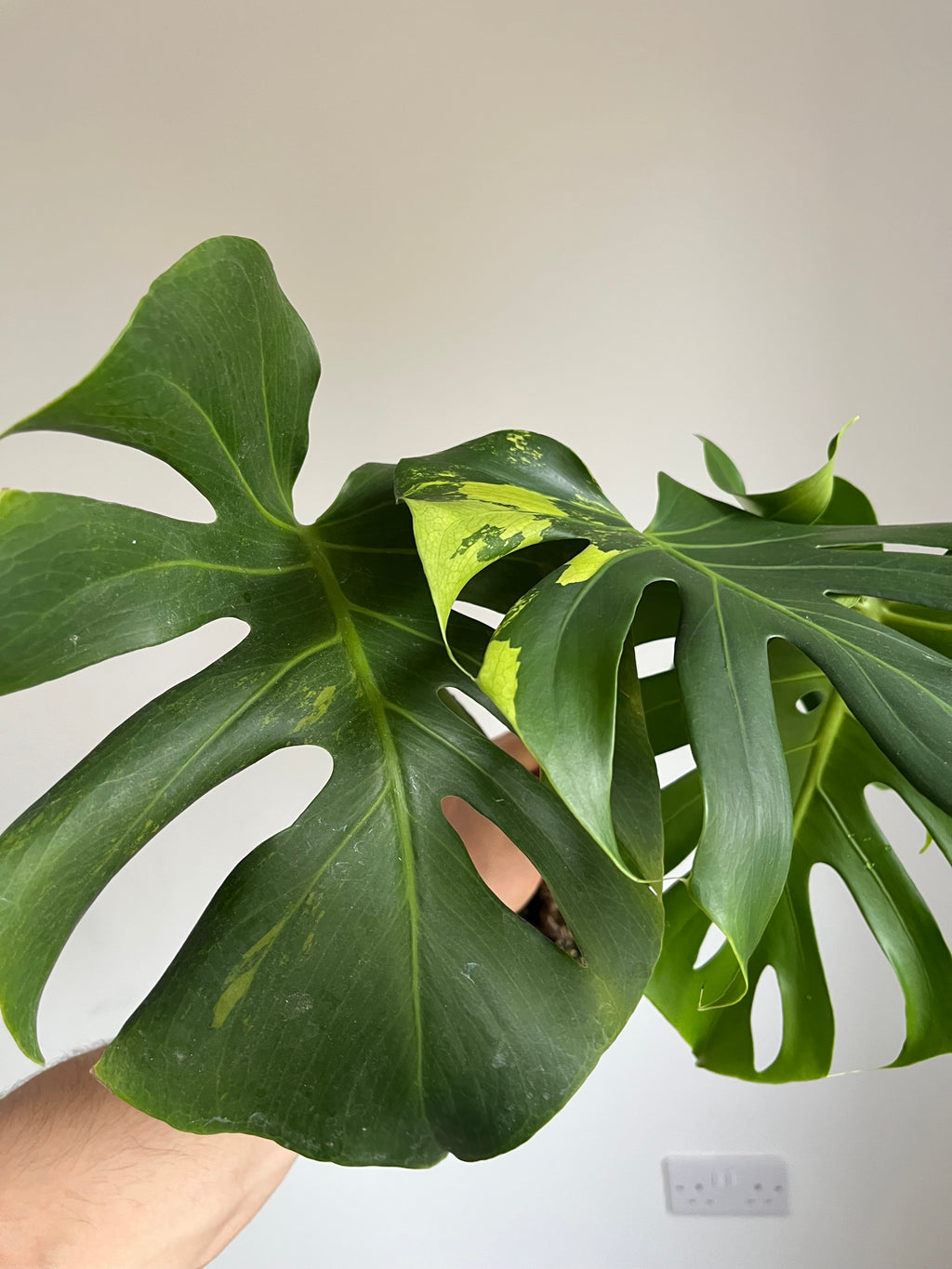 Monstera Lime lightning Large Form