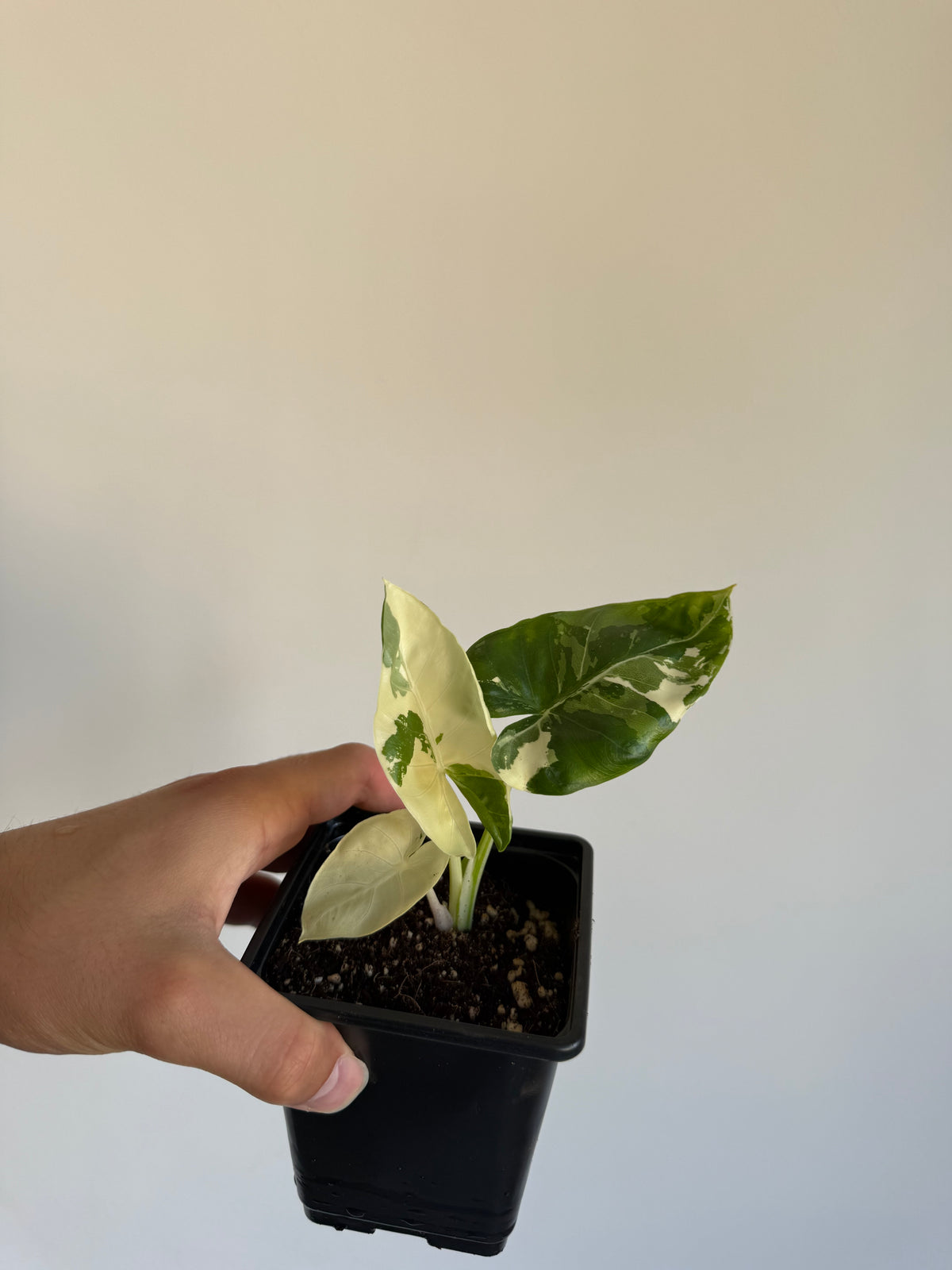 Alocasia macrorrhiza 'Variegata' Small size