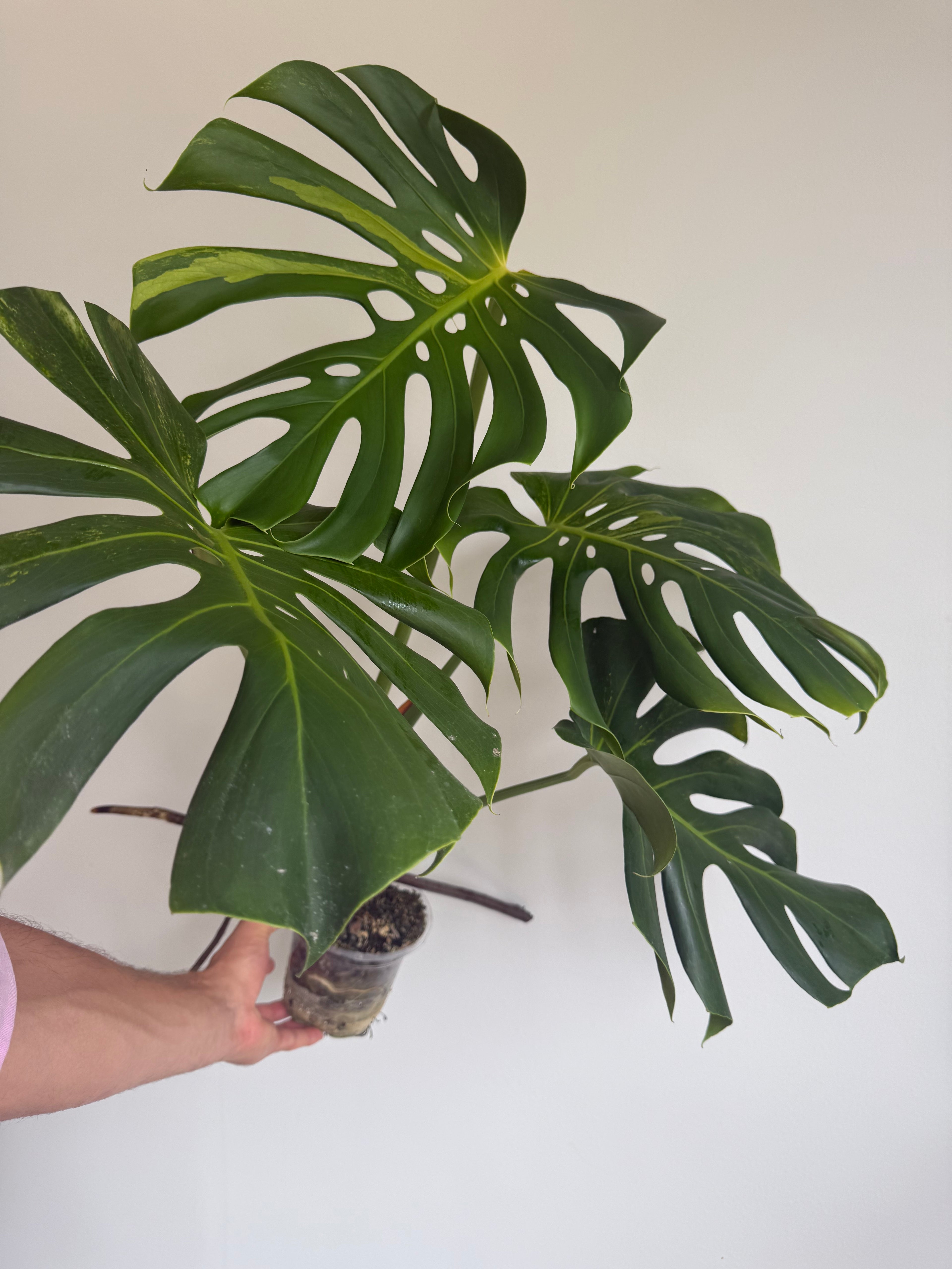 XL Monstera Lime lightning