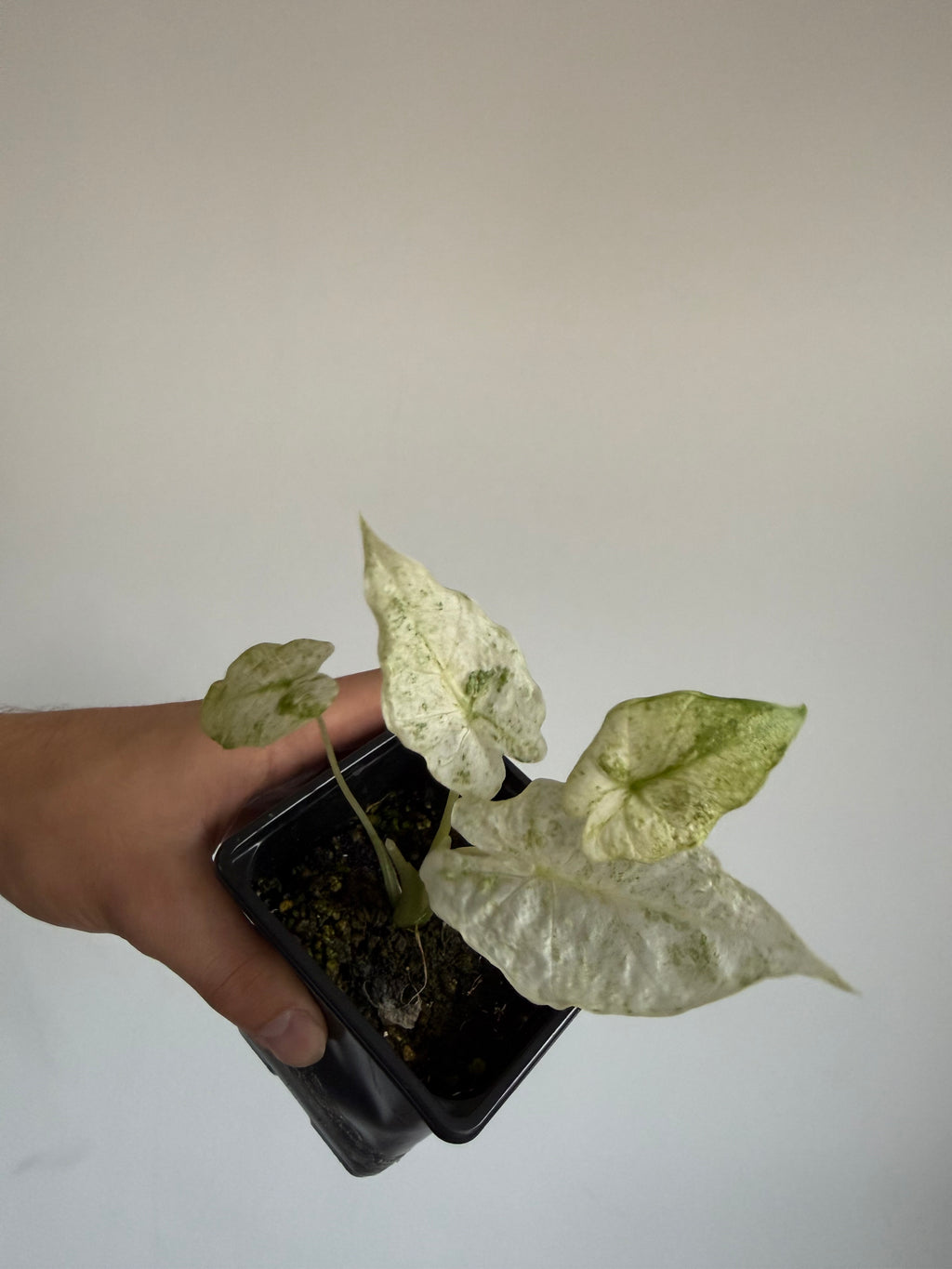 Alocasia Odora Batik
