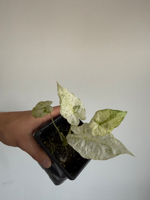 Alocasia Odora Batik