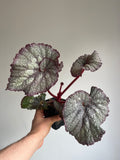 Begonia 'Super Universe'