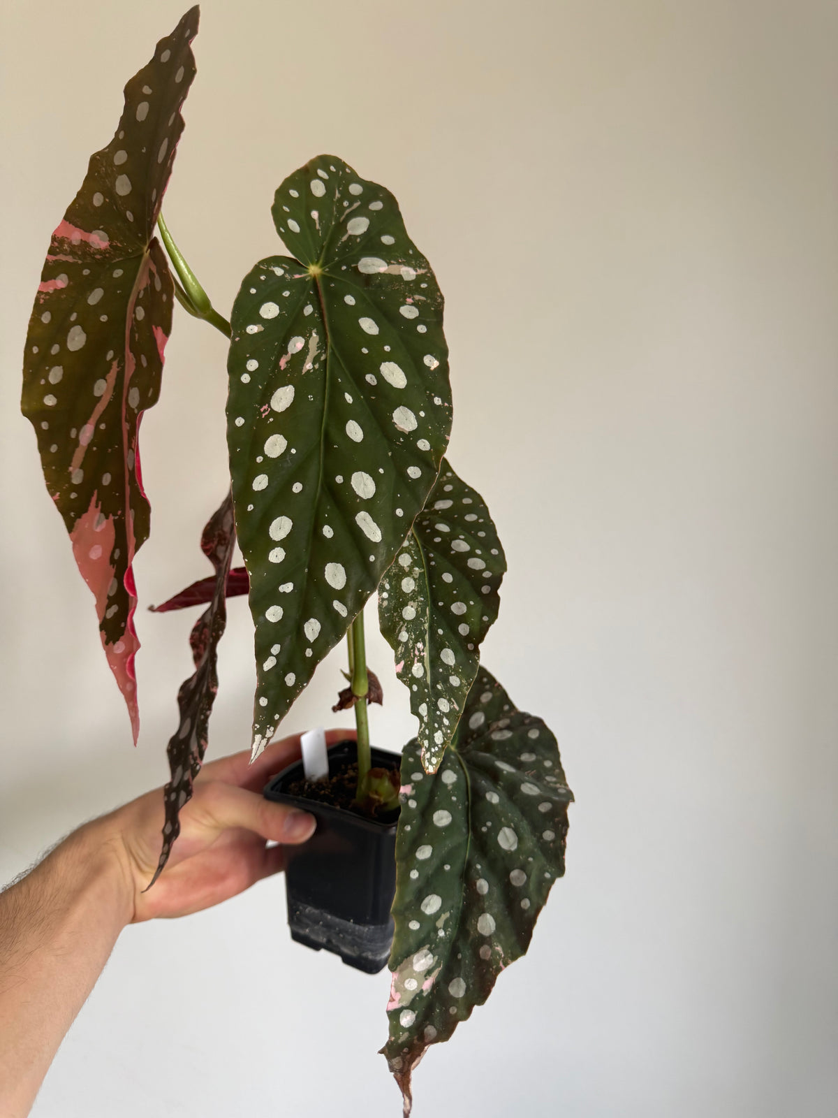 Begonia Maculata pink variegated #5