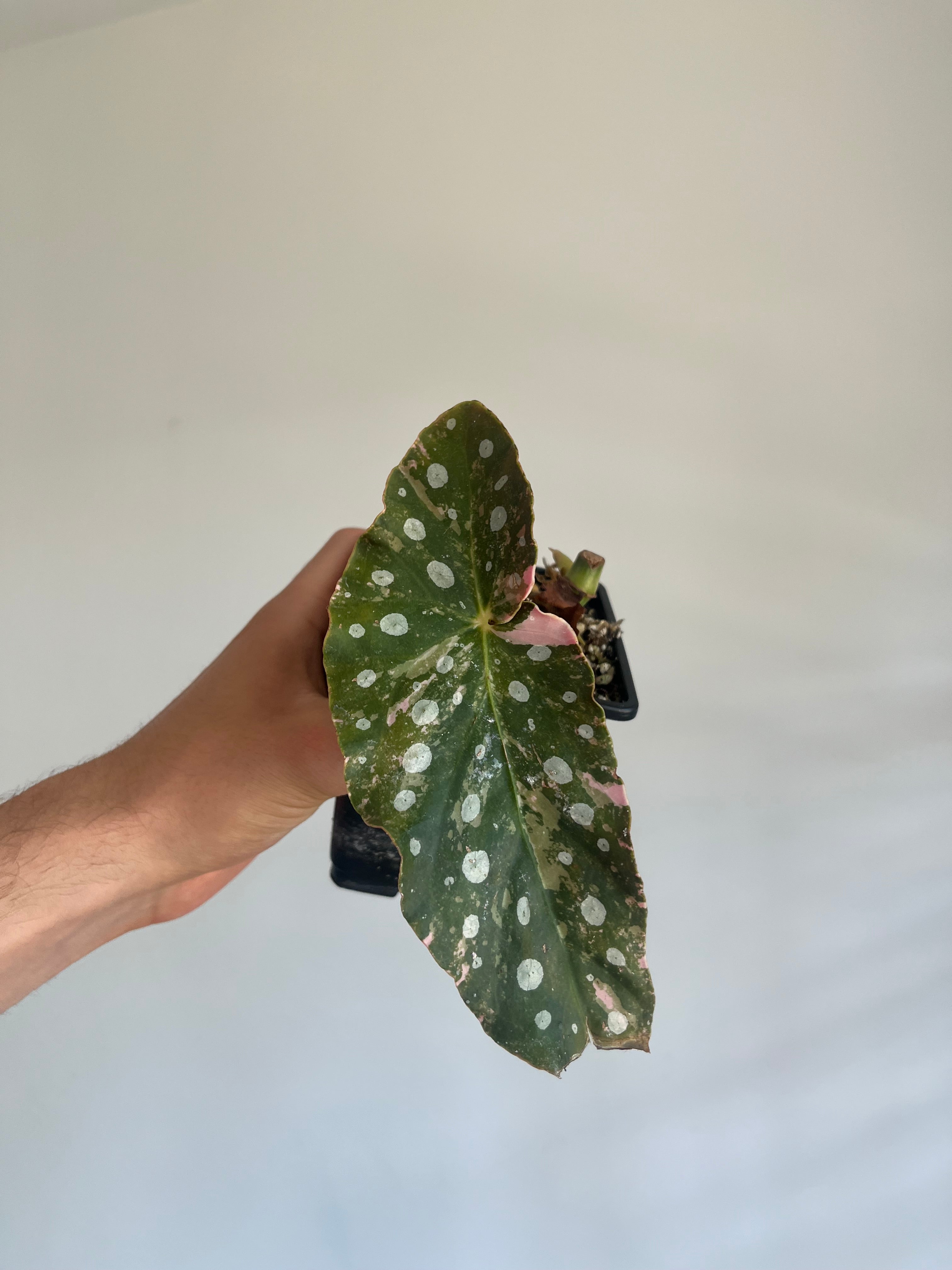 Begonia Pink Maculata