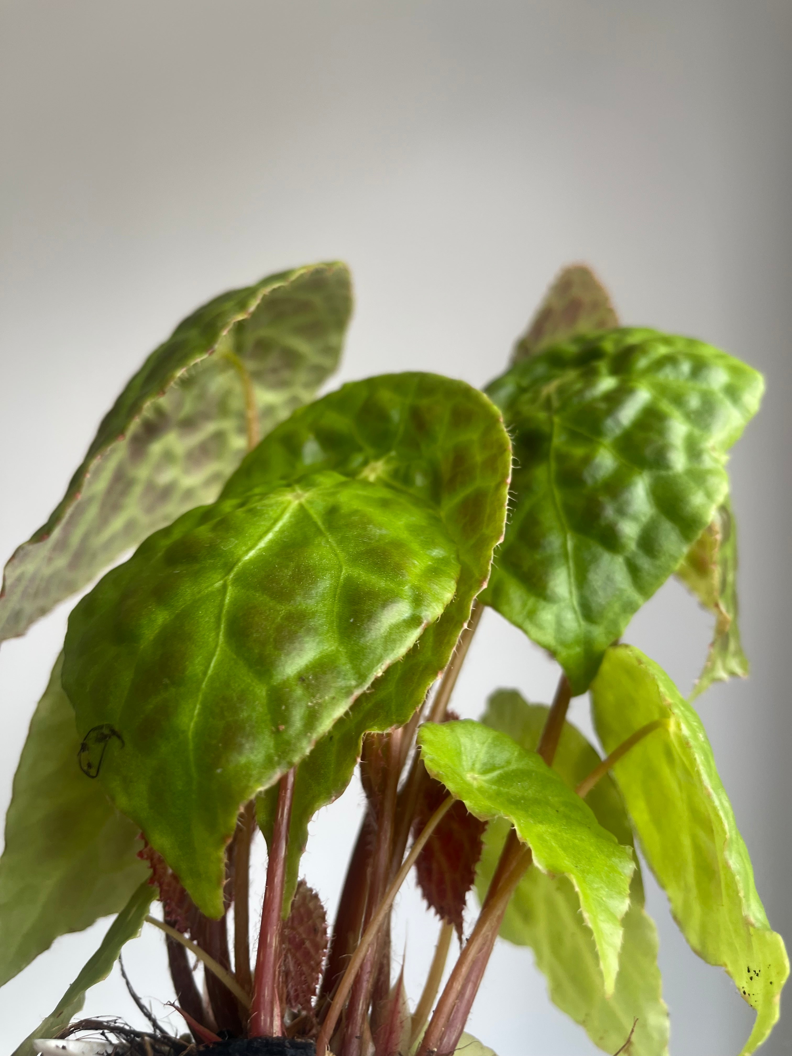 Begonia phuthoensis