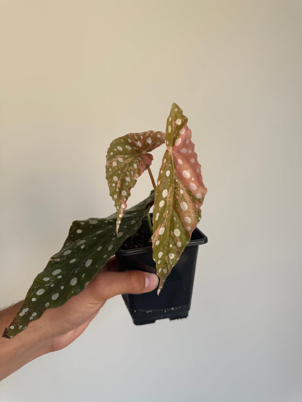 Begonia Maculata ‘pink’ #6