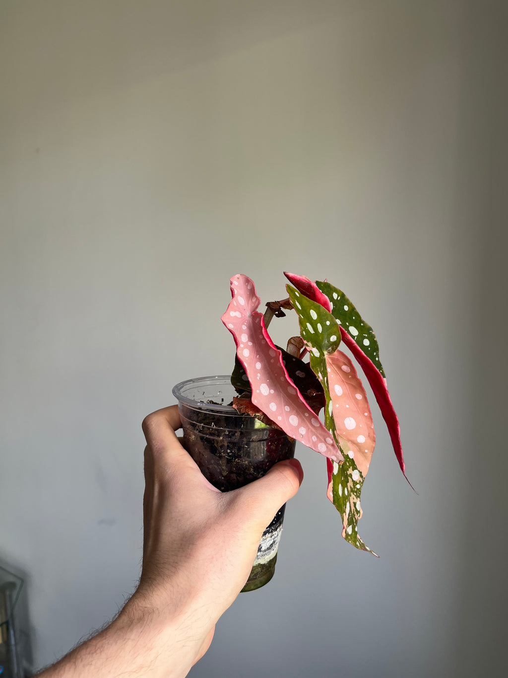Begonia Maculata ‘pink’ #5