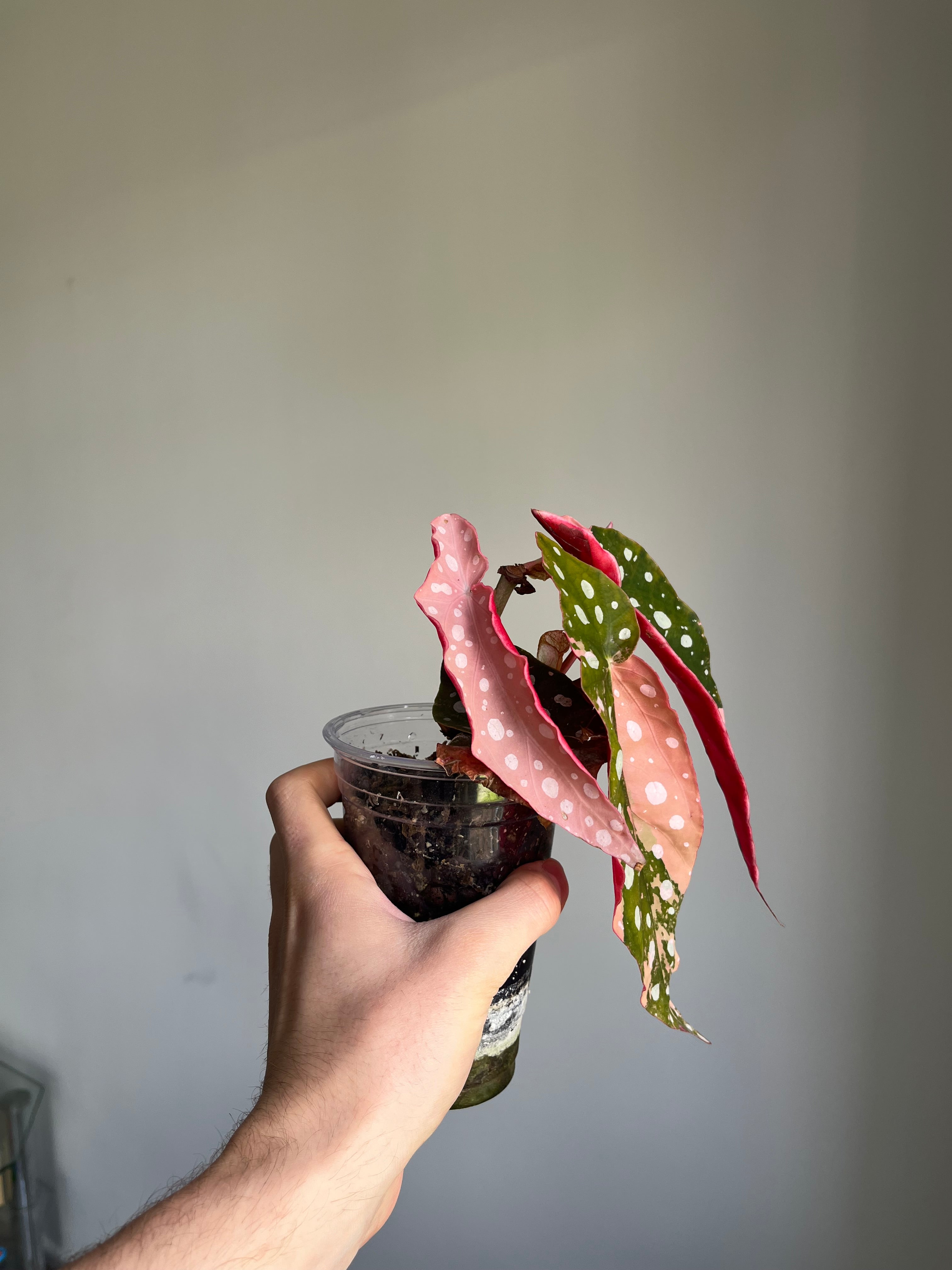 Begonia Maculata ‘pink’ #5