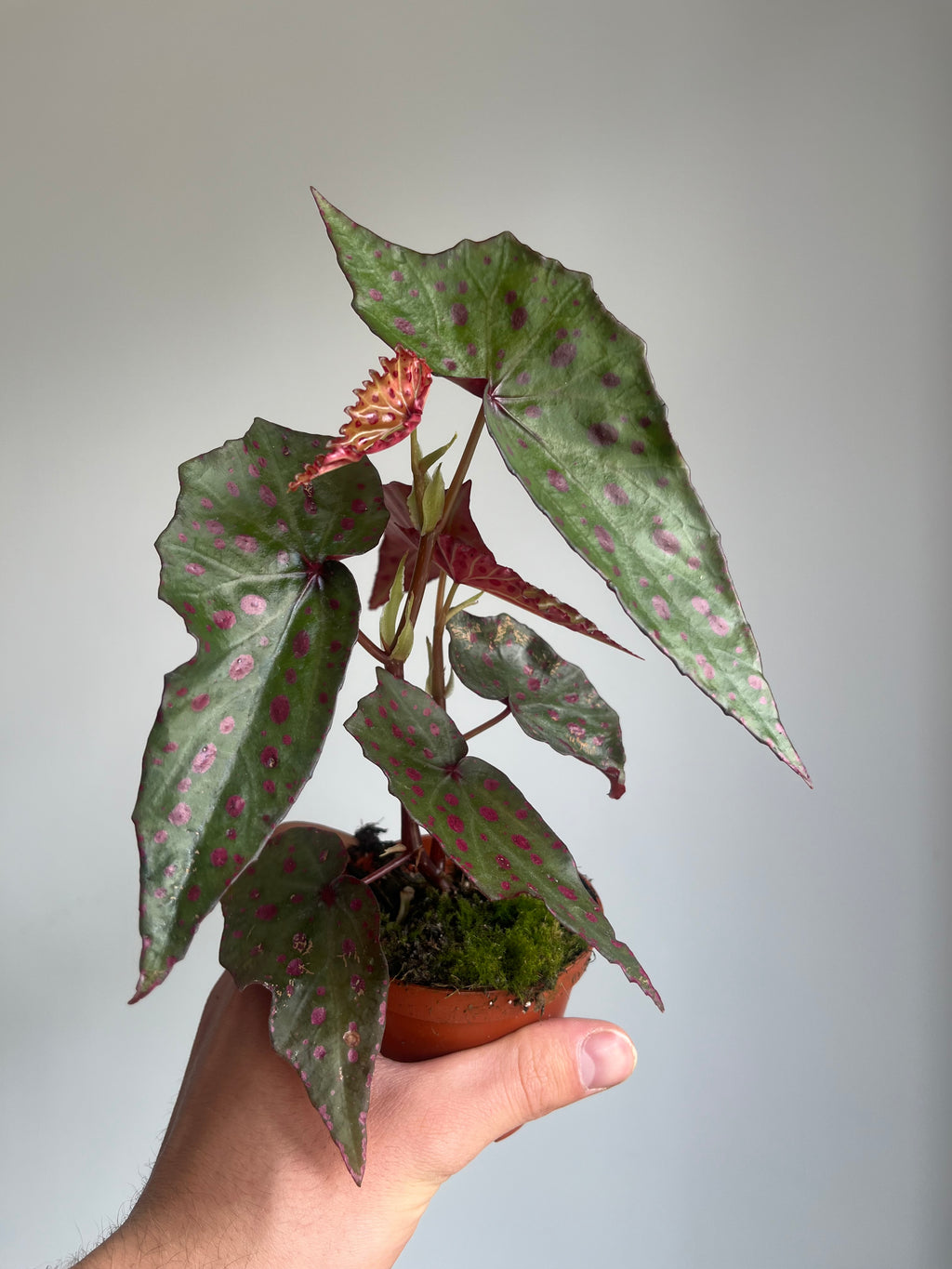 Begonia amphioxus x malachosticta