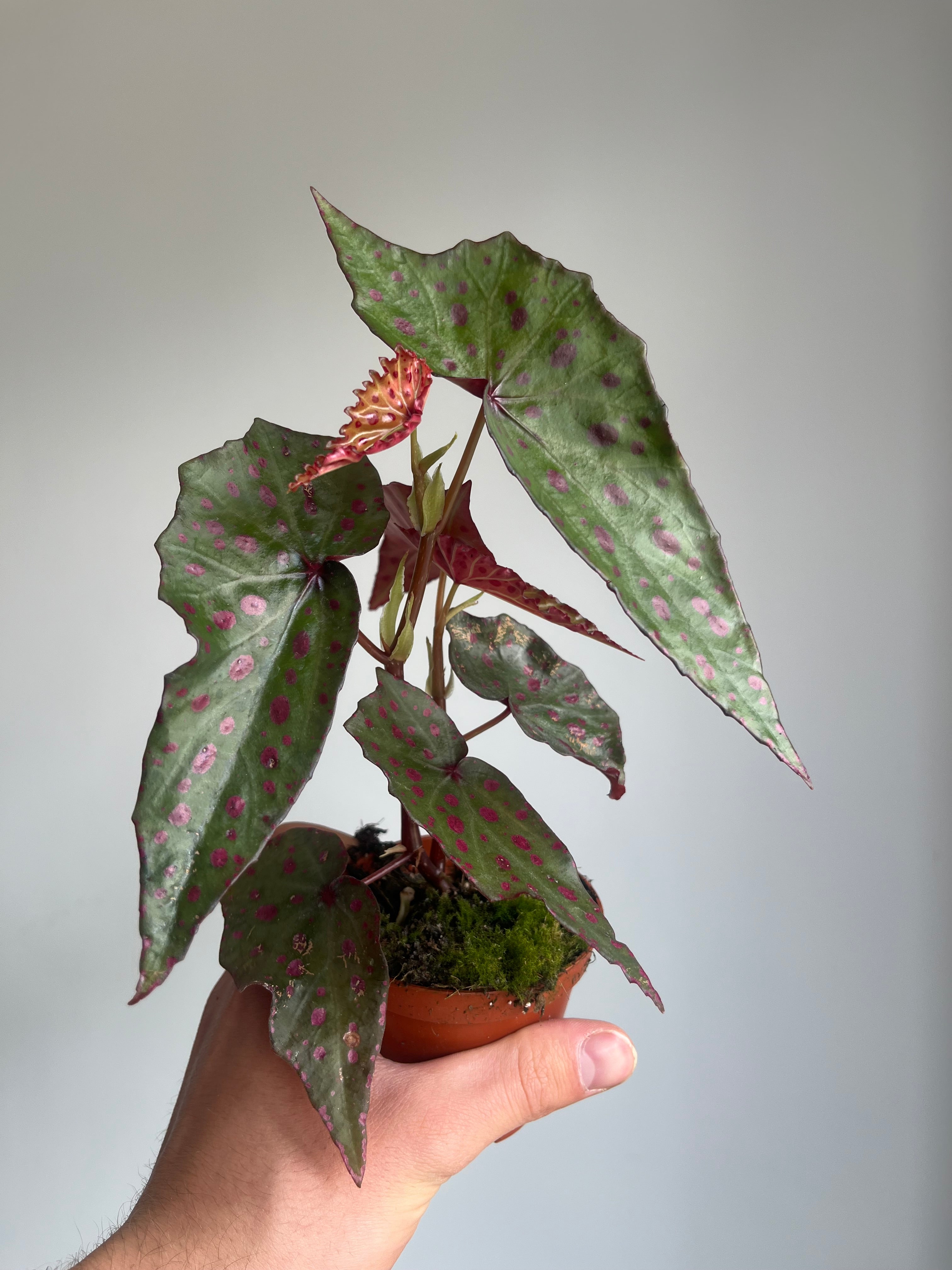 Begonia amphioxus x malachosticta
