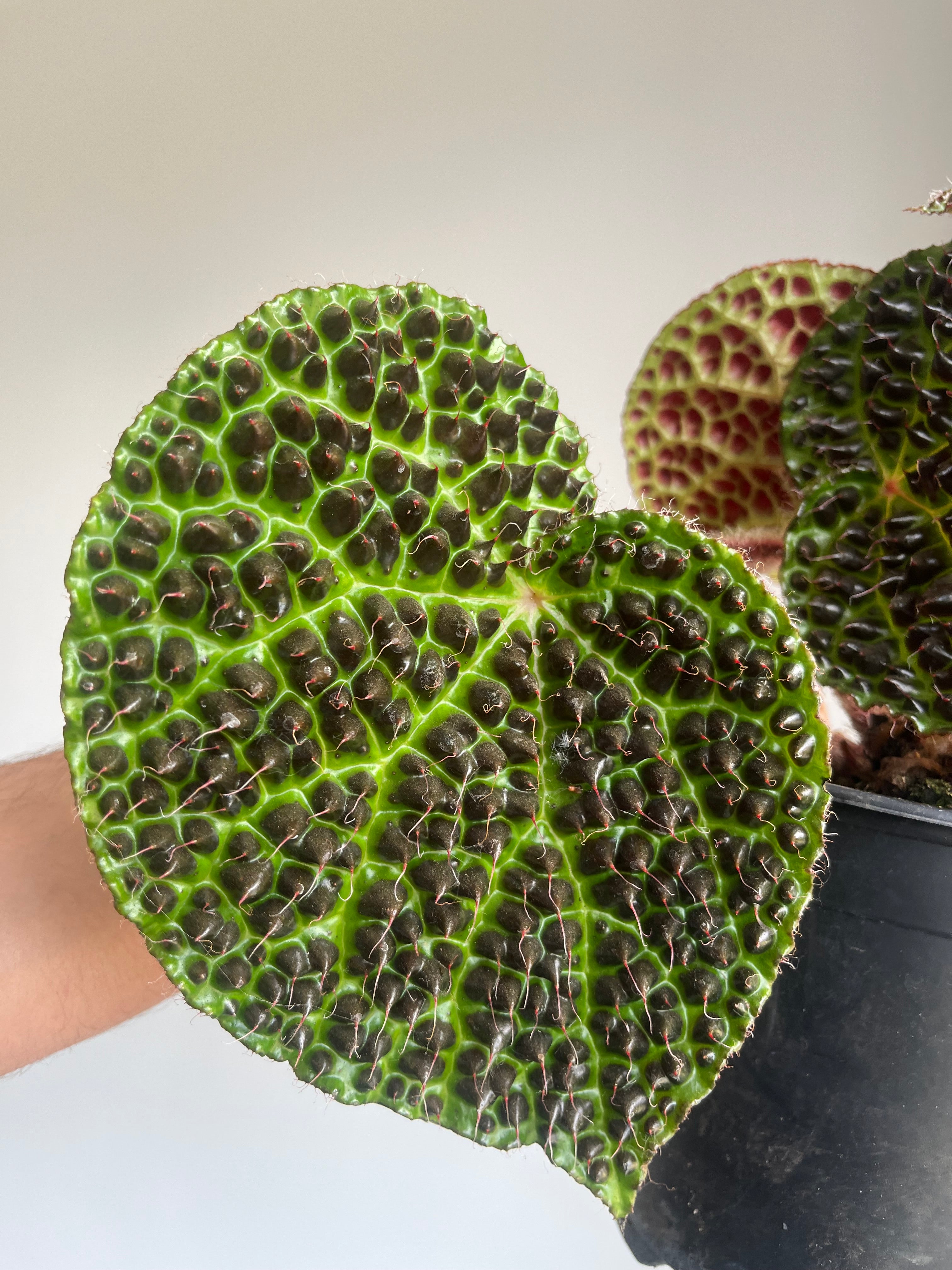 Begonia melanobullata