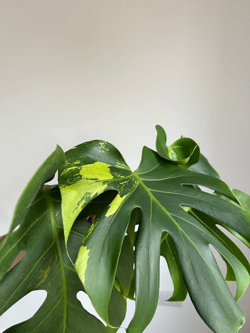 Monstera Lime lightning Large Form