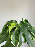 Monstera Lime lightning Large Form