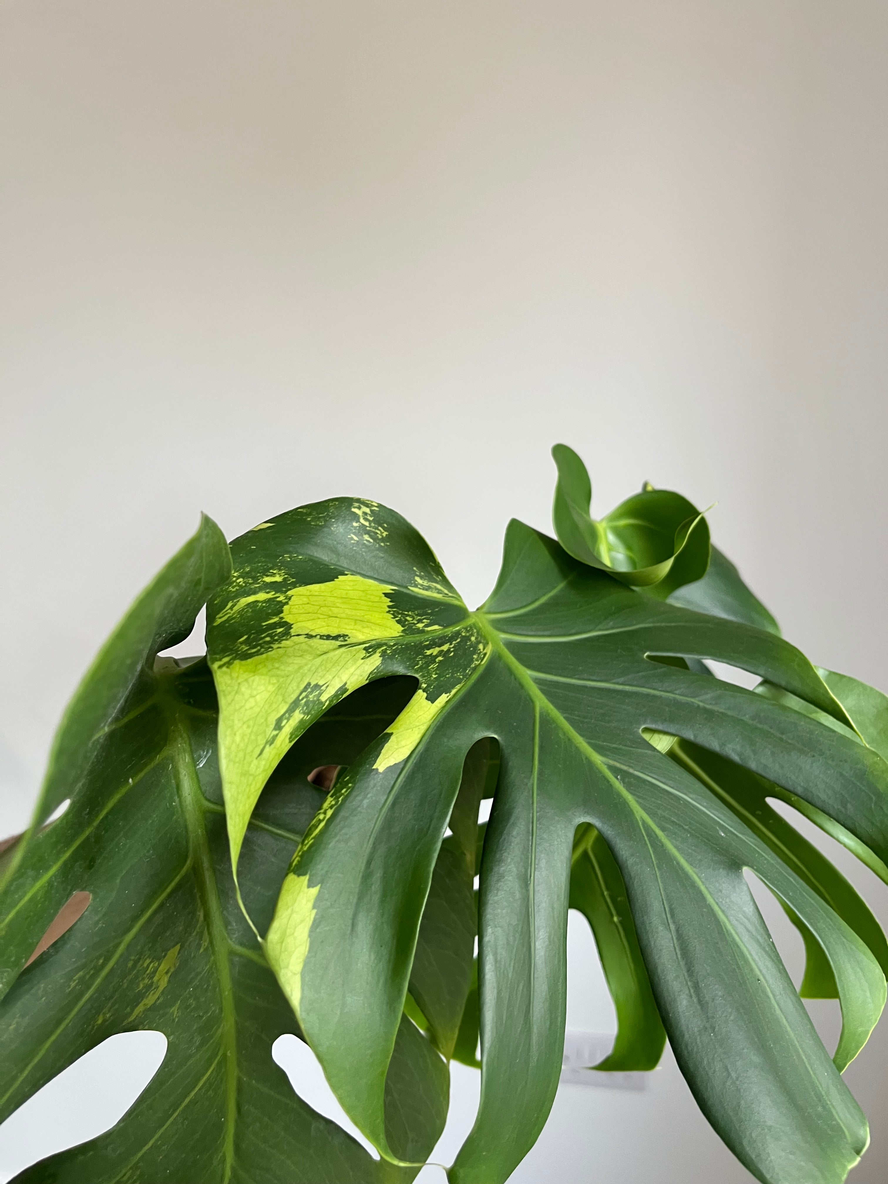 Monstera Lime lightning Large Form