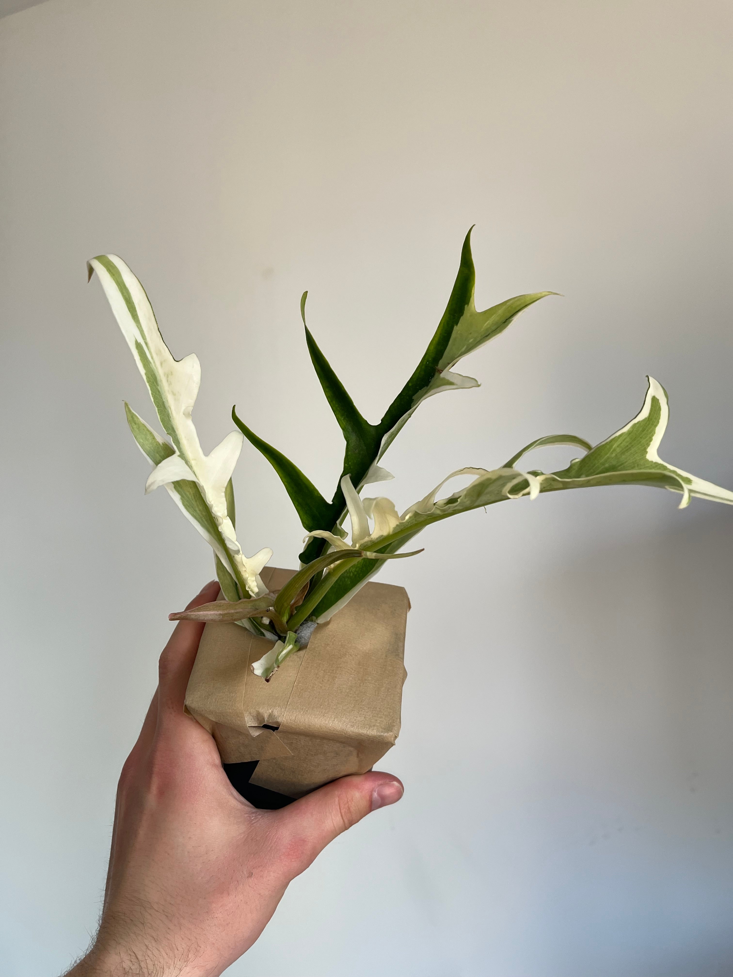 Philodendron Tortum Albo variegated