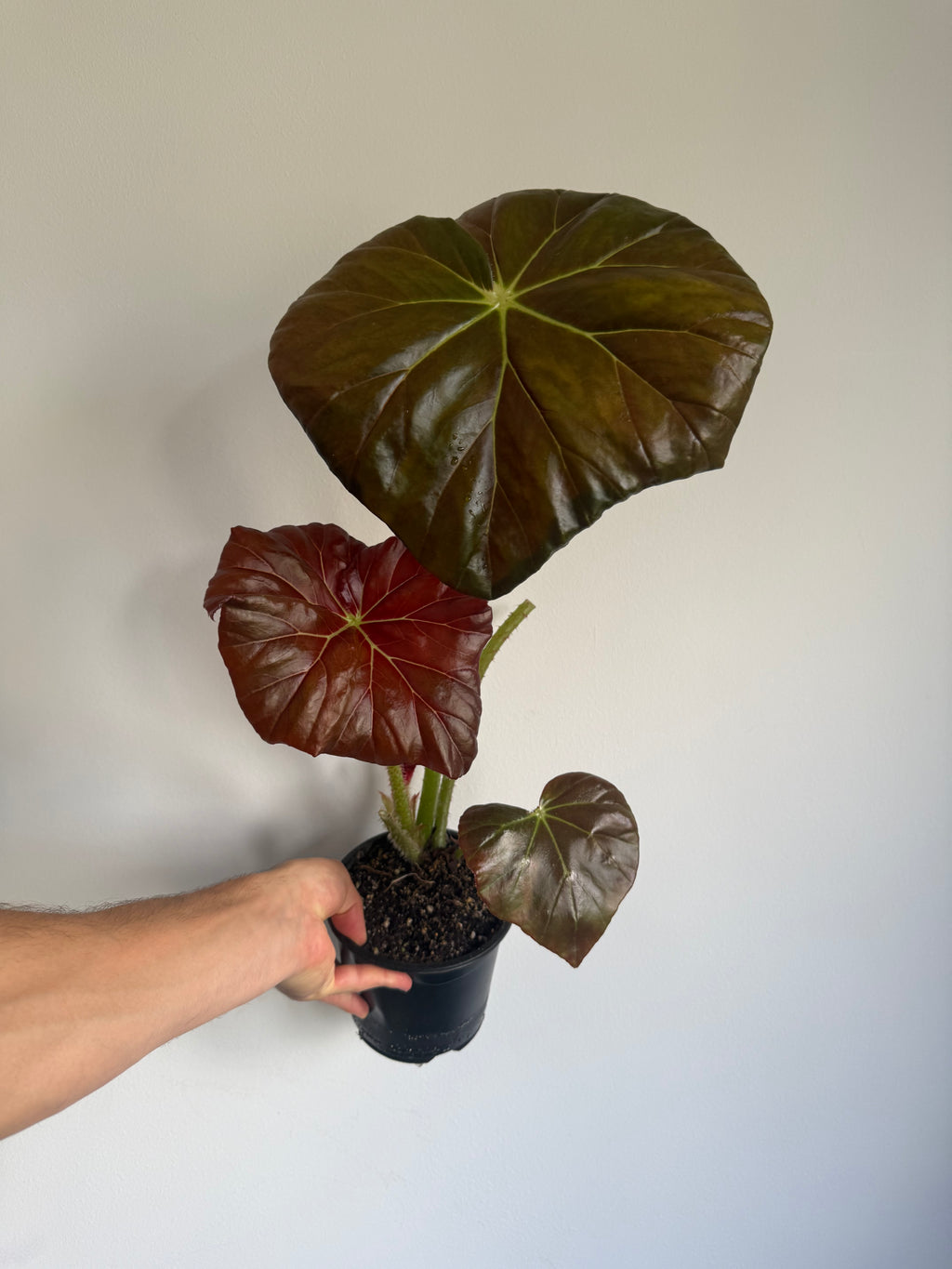 Begonia 'Red fred ' large