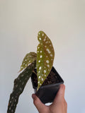 Begonia Maculata ‘pink’ #1
