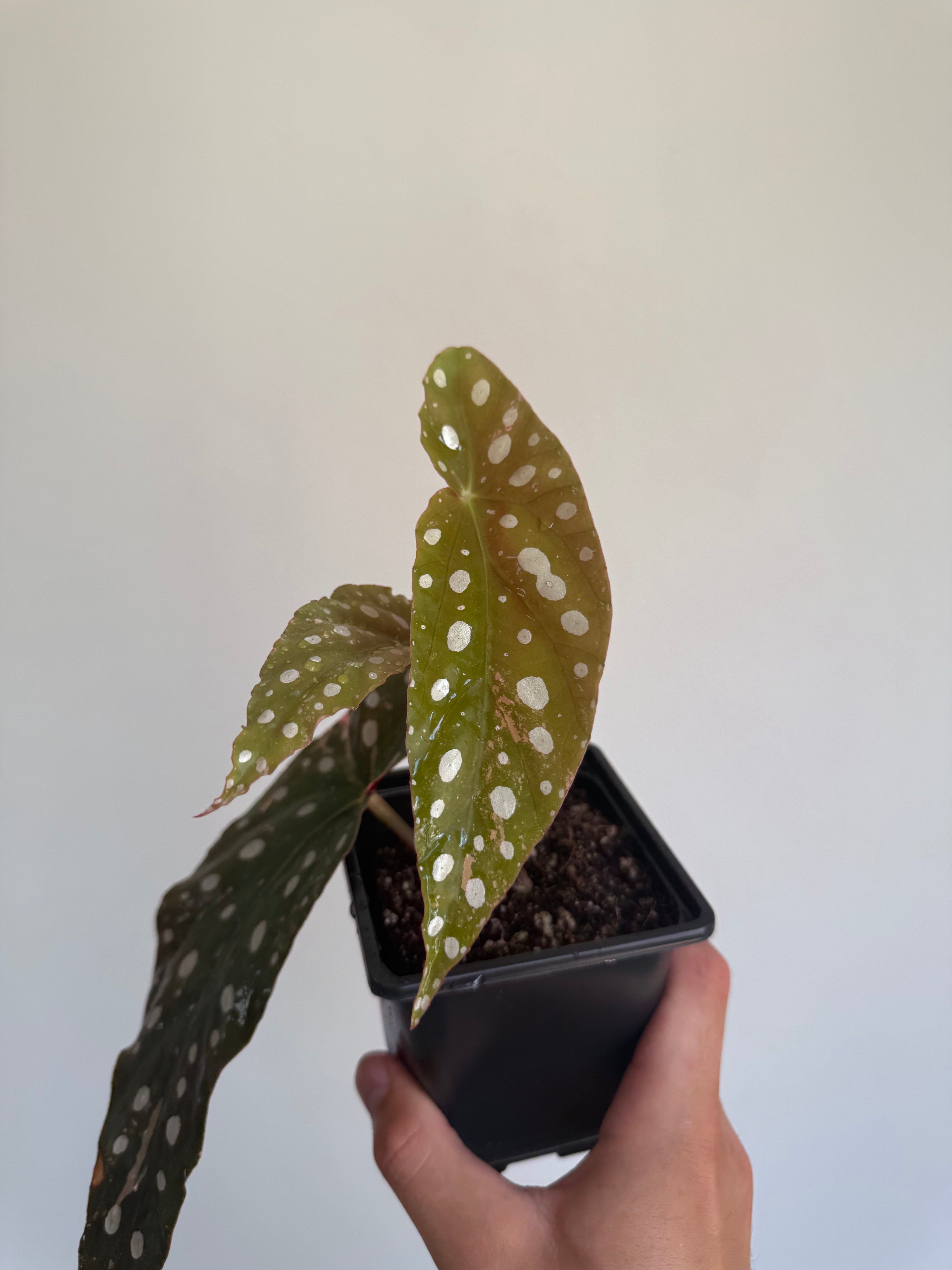 Begonia Maculata ‘pink’ #1