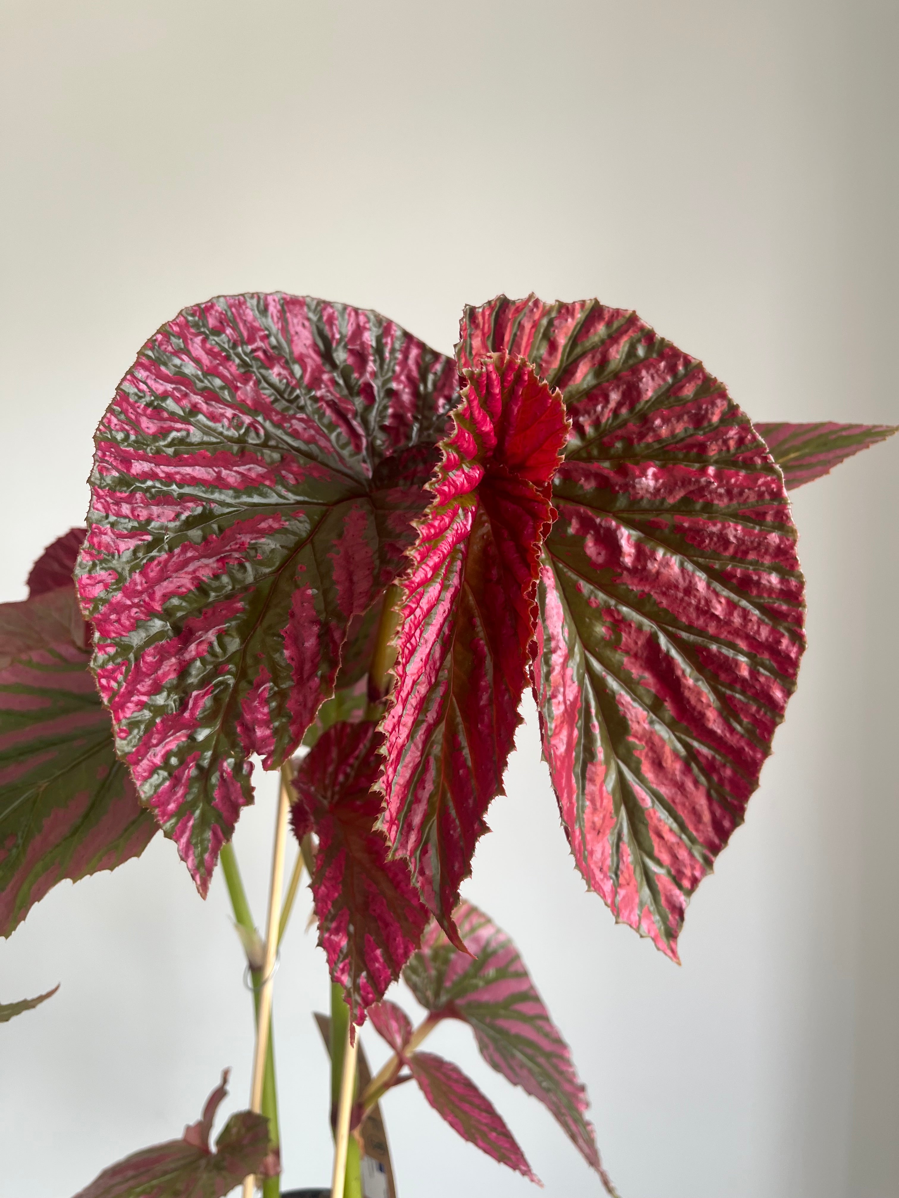 Begonia Brevirimosa Exotica