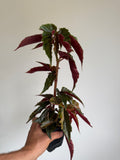 XL Begonia Ginny Galaxy