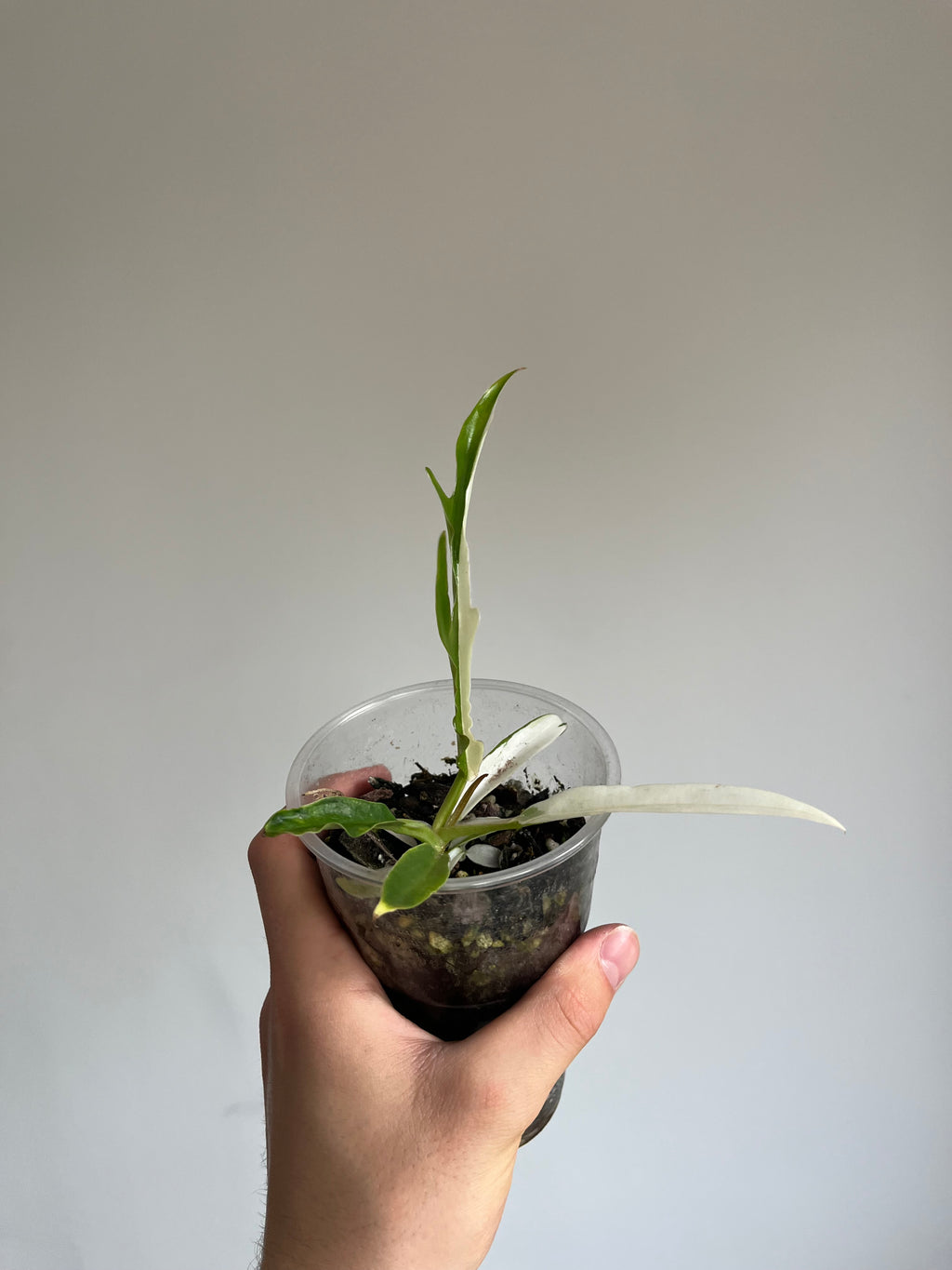 Philodendron tortum 'Albo'