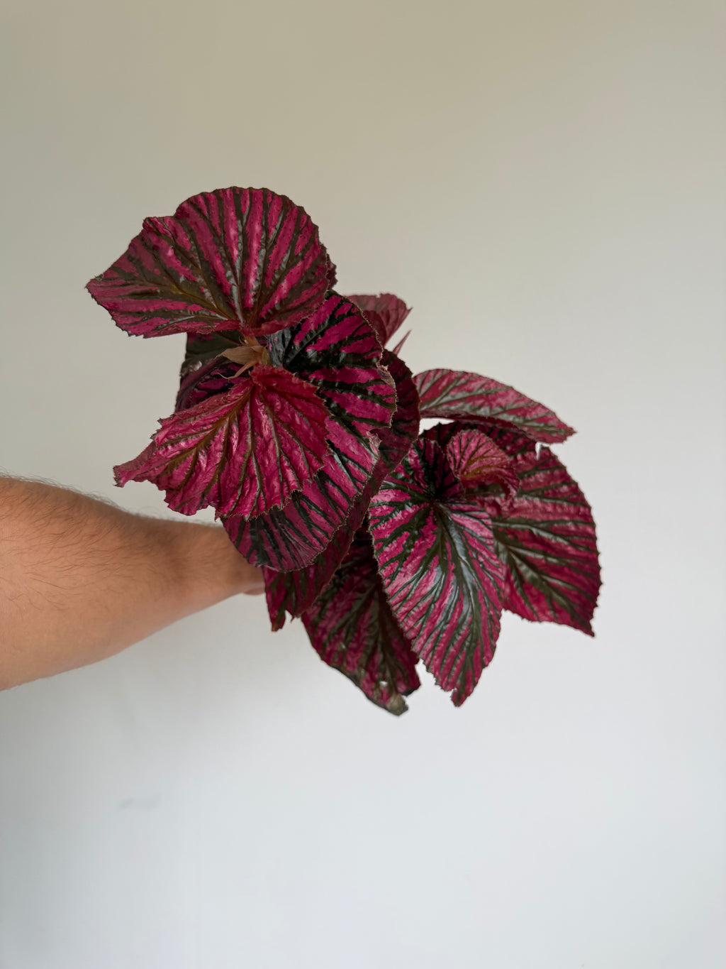 XL Begonia Brevimosa Exotica
