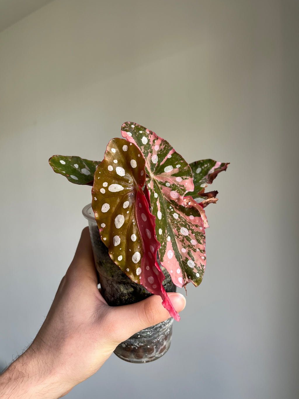 Begonia Maculata ‘pink’ #4