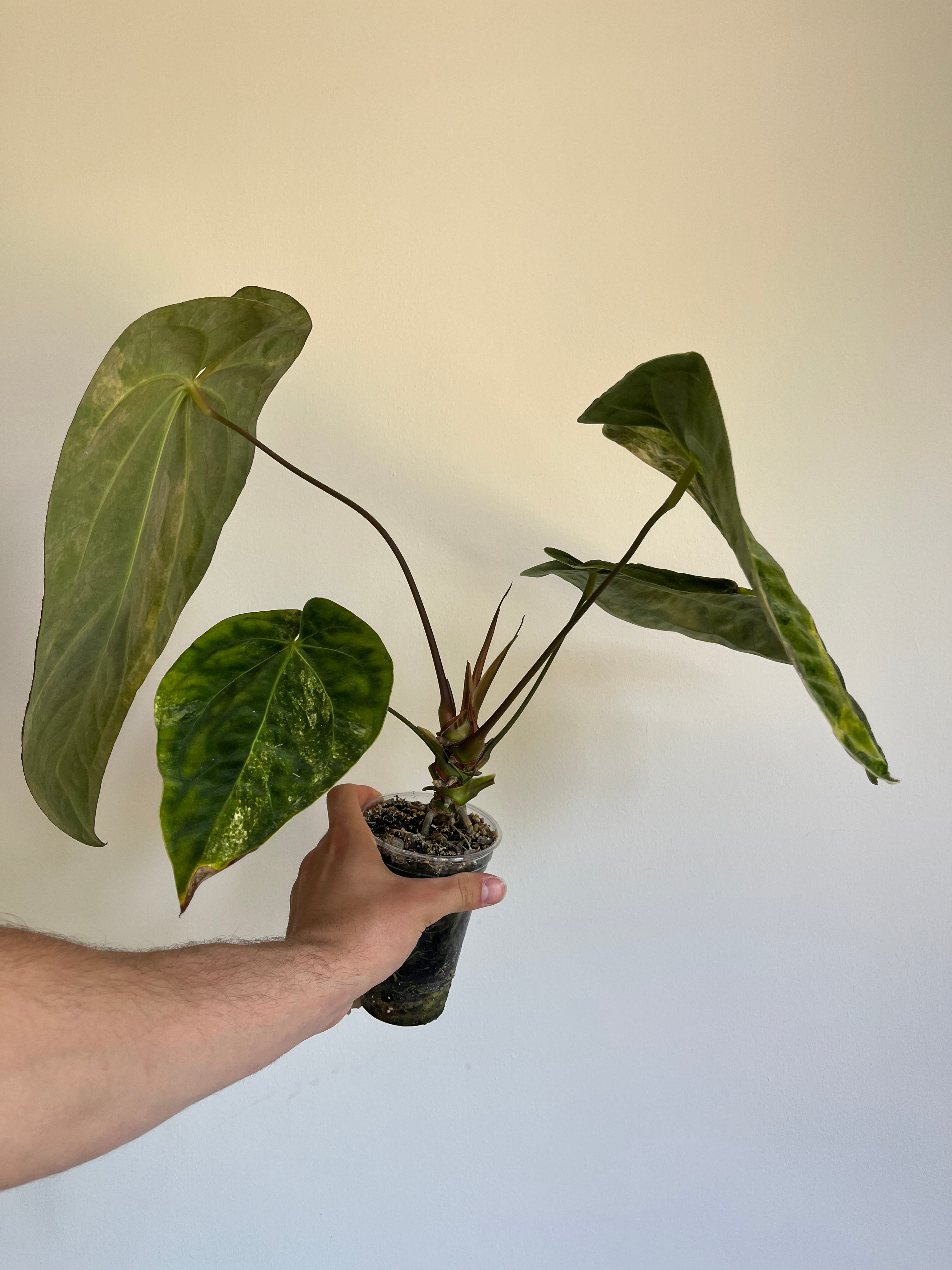 Anthurium papillilaminum x Green Mamba Variegated