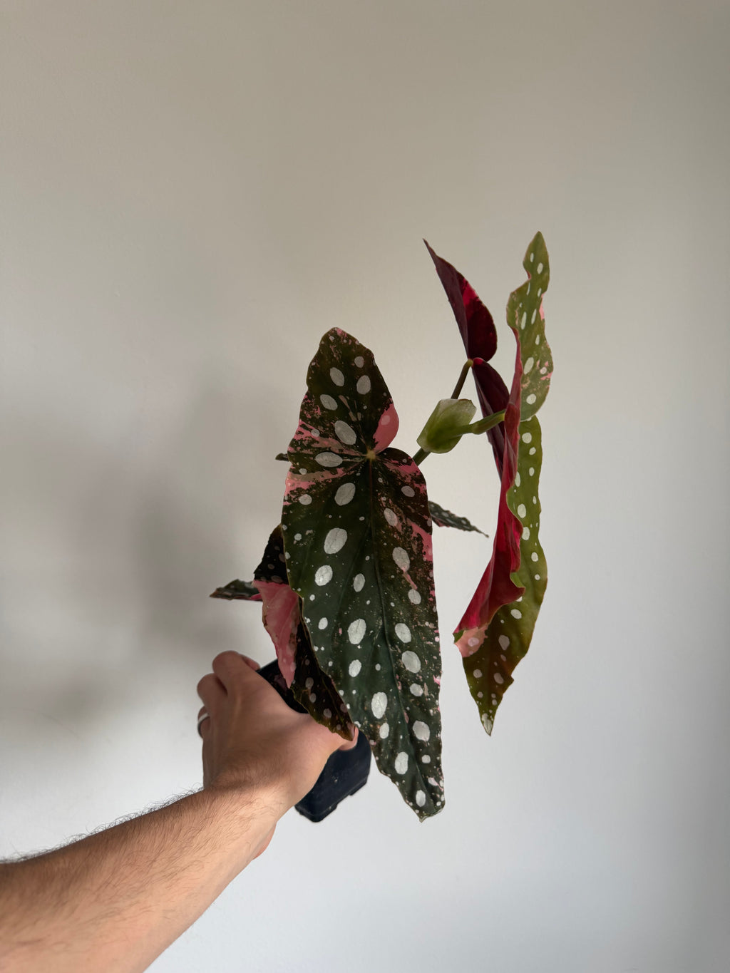 Begonia Maculata pink variegated #8