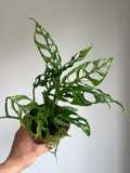 Monstera obliqua 'Peru'