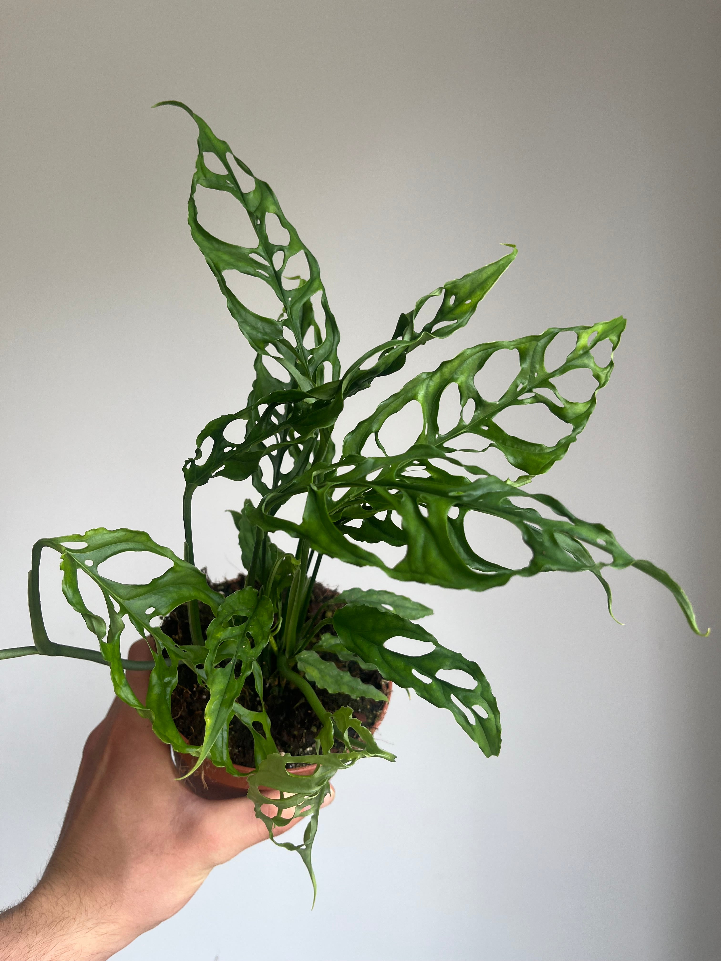 Monstera obliqua 'Peru'