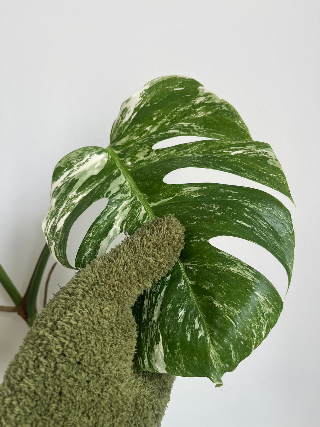 Plant dust gloves