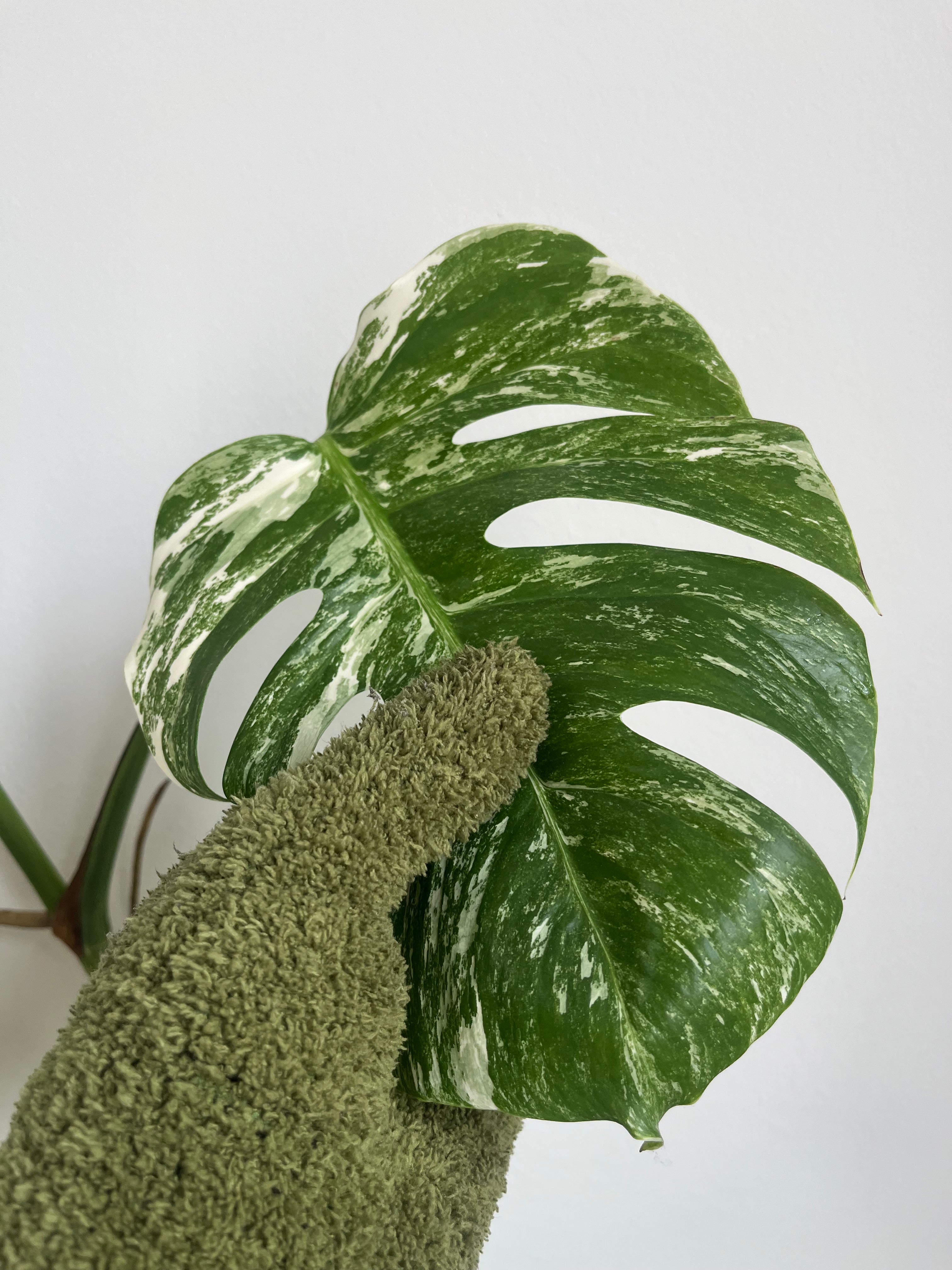 Plant dust gloves