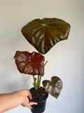 Begonia 'Red fred ' large
