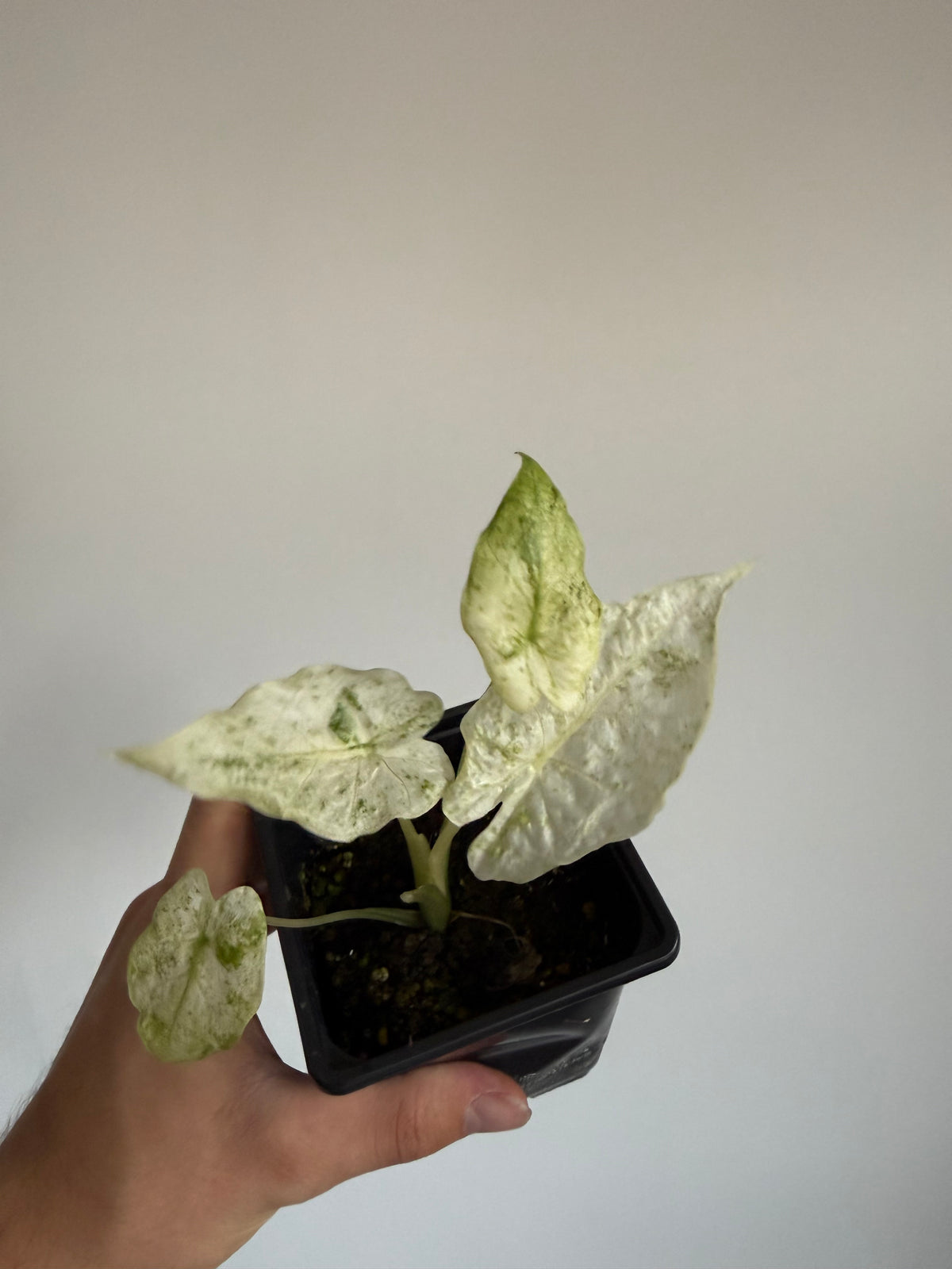 Alocasia Odora Batik