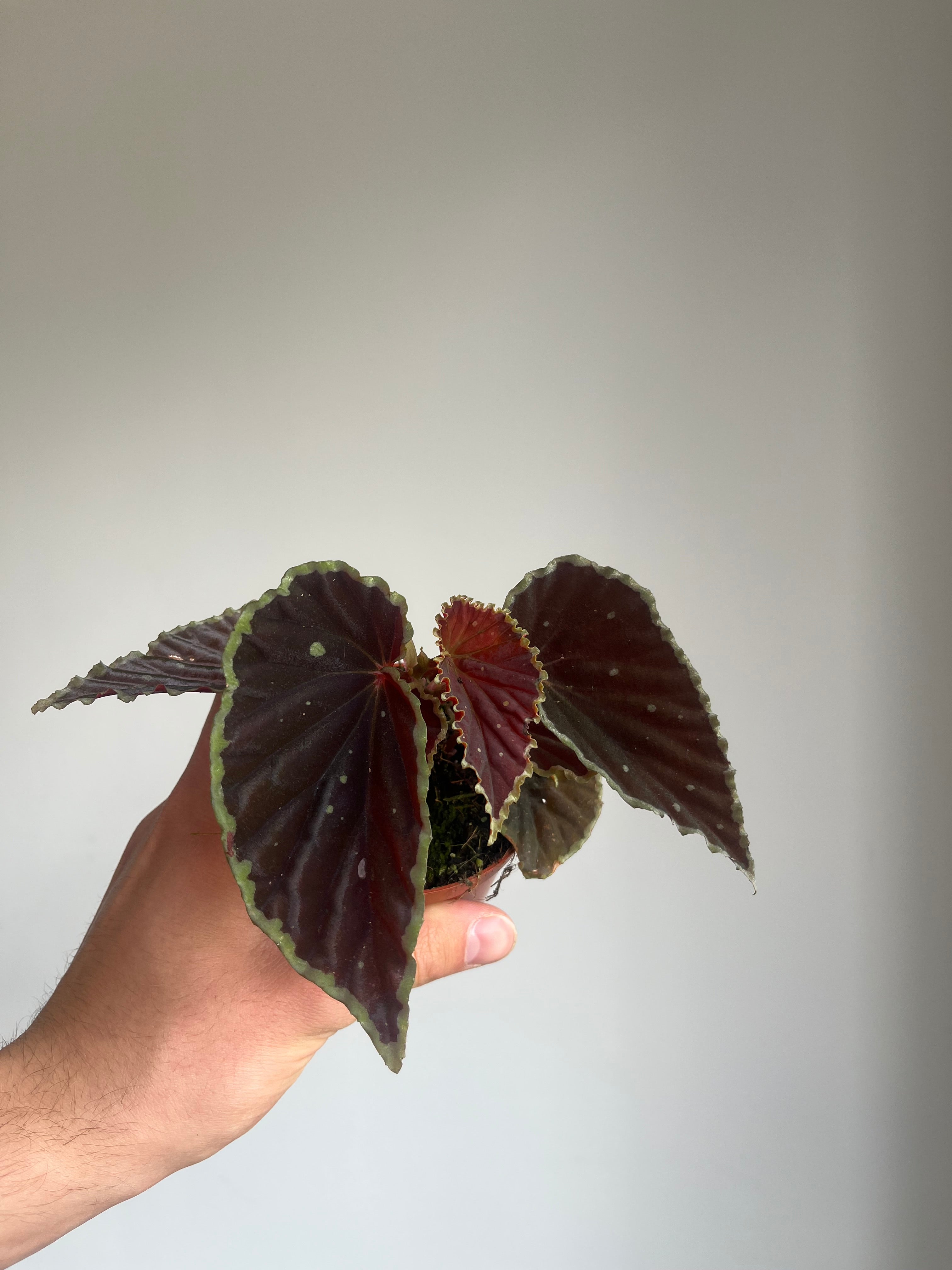 Begonia Darthvaderiana 'Green spots'