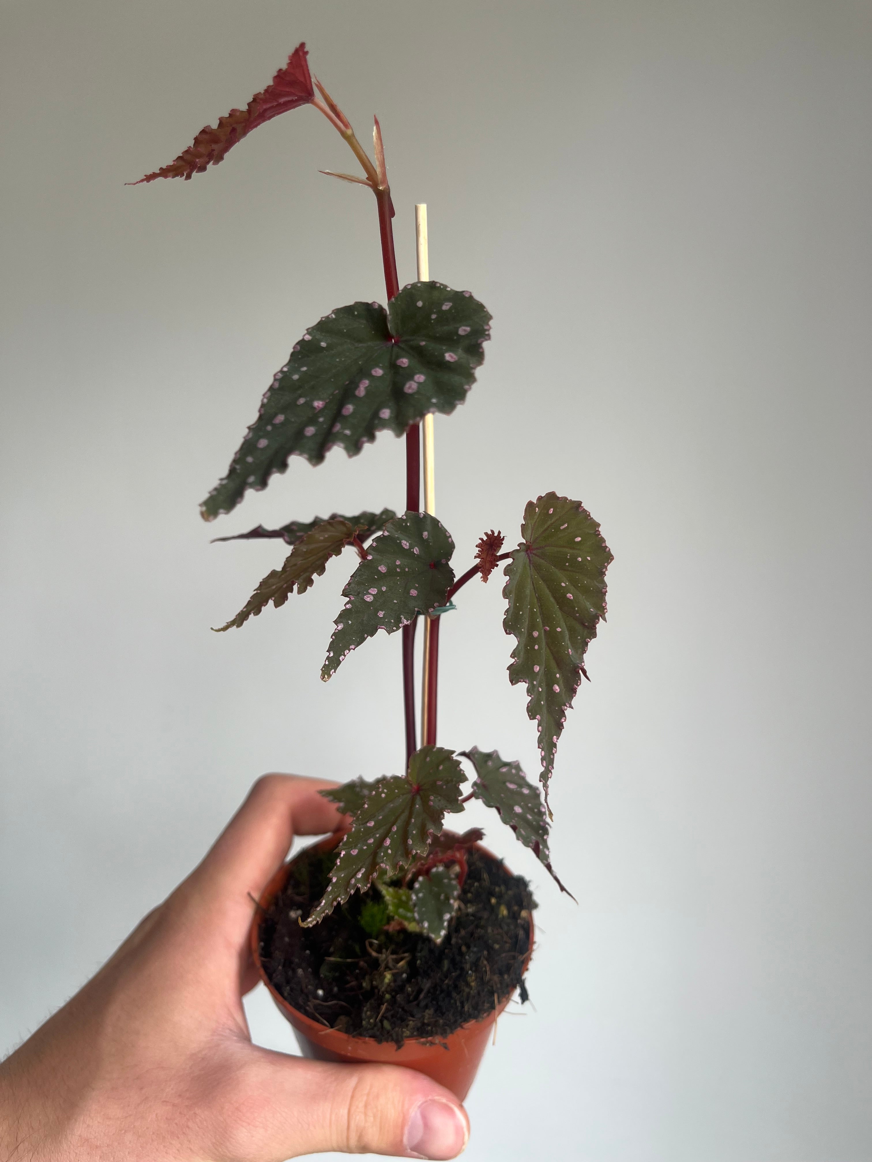 Begonia 'Sumatra Spotted'
