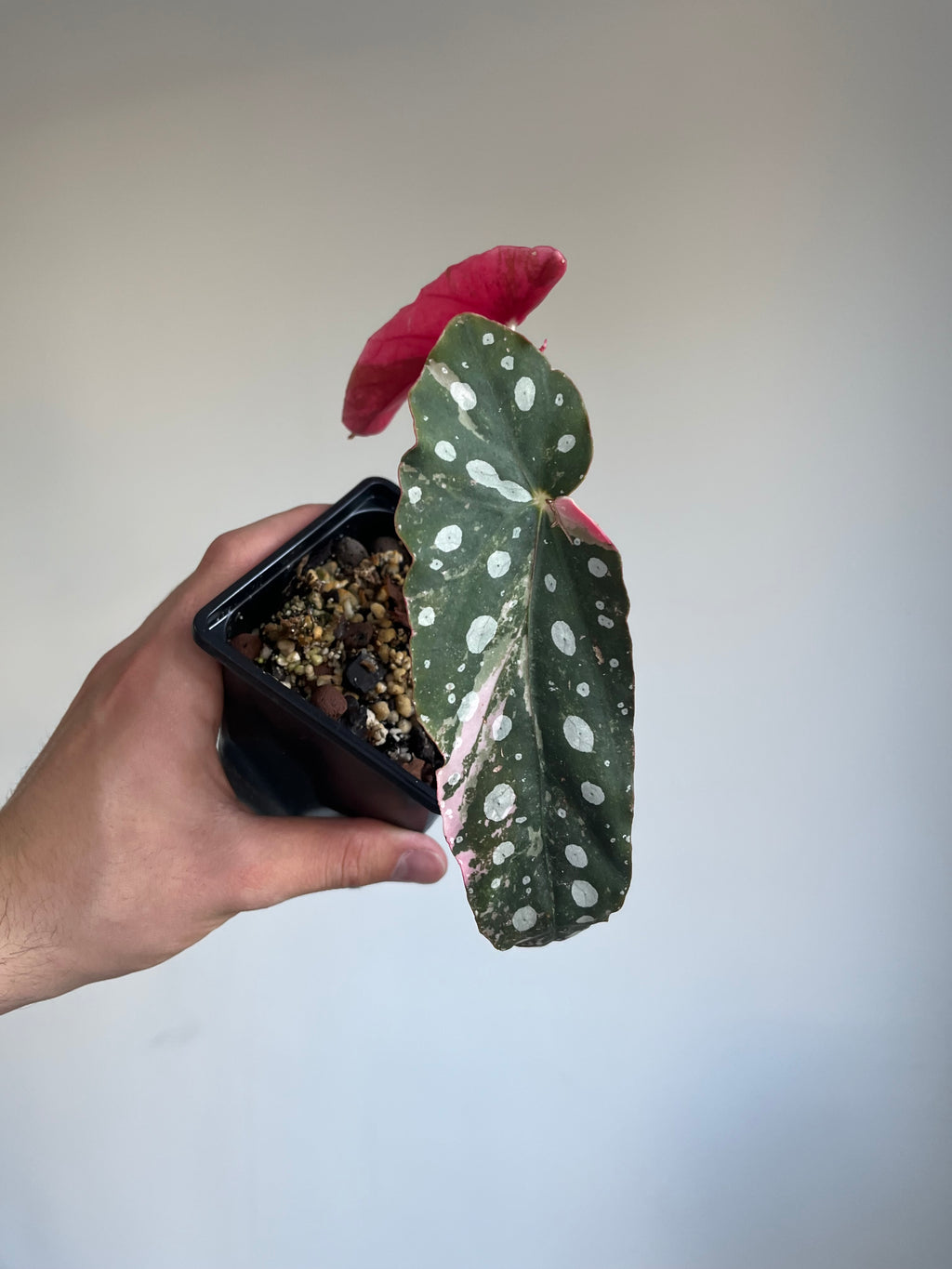 Begonia Pink Maculata