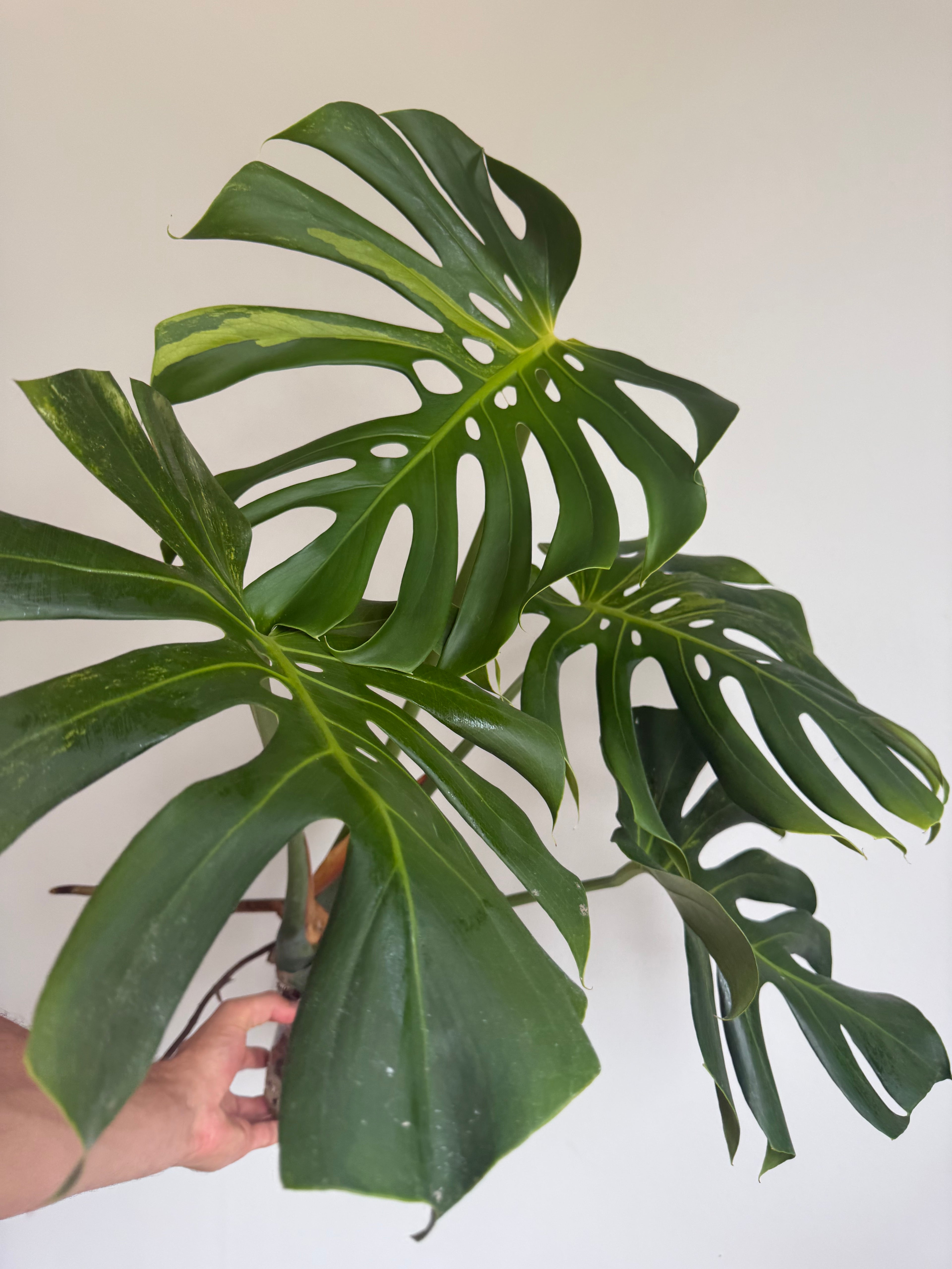 XL Monstera Lime lightning