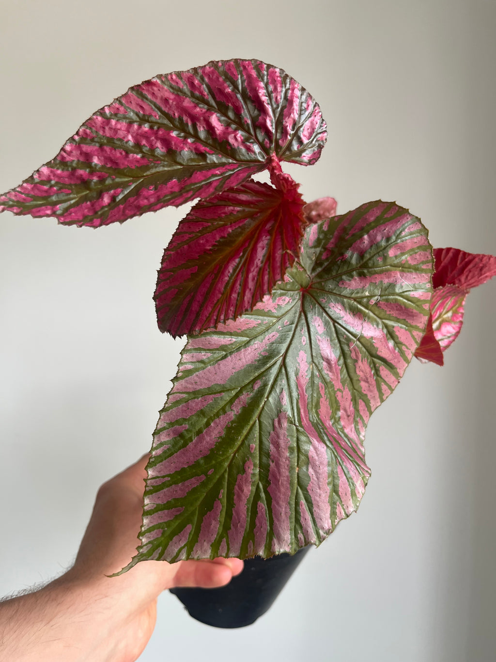Begonia Brevirimosa Exotica