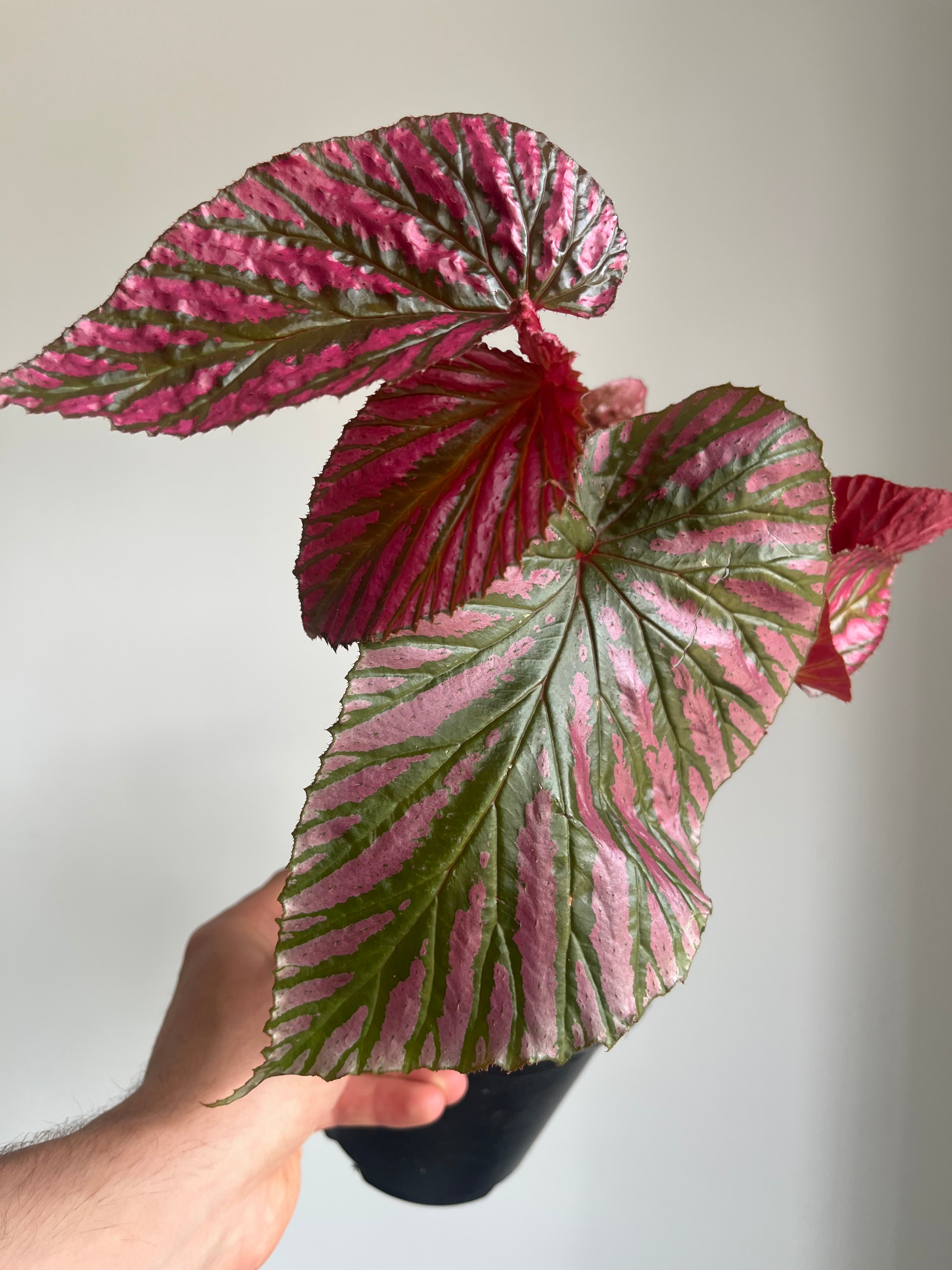 Begonia Brevirimosa Exotica